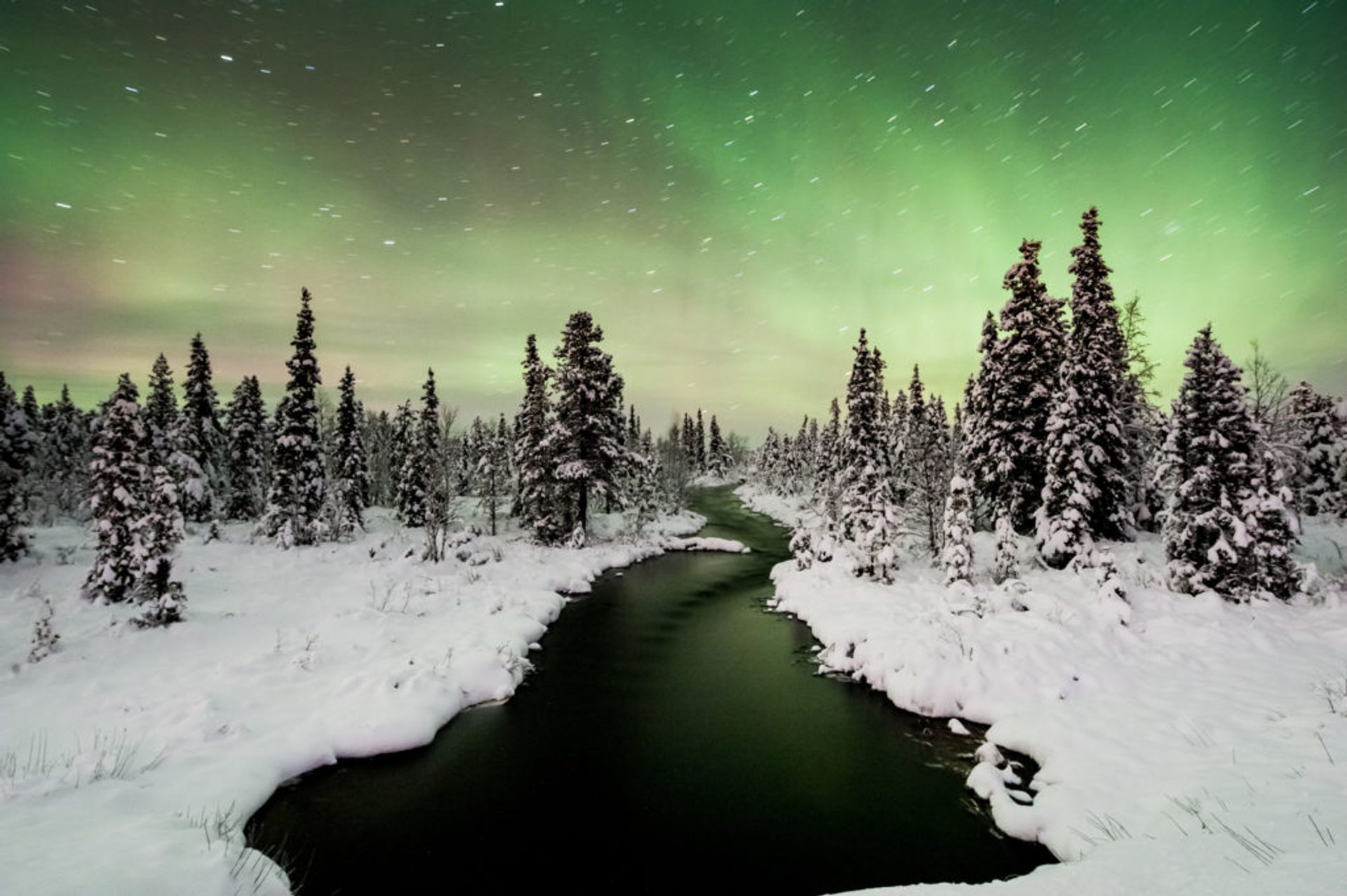 Northern Lights above a snowy forest.