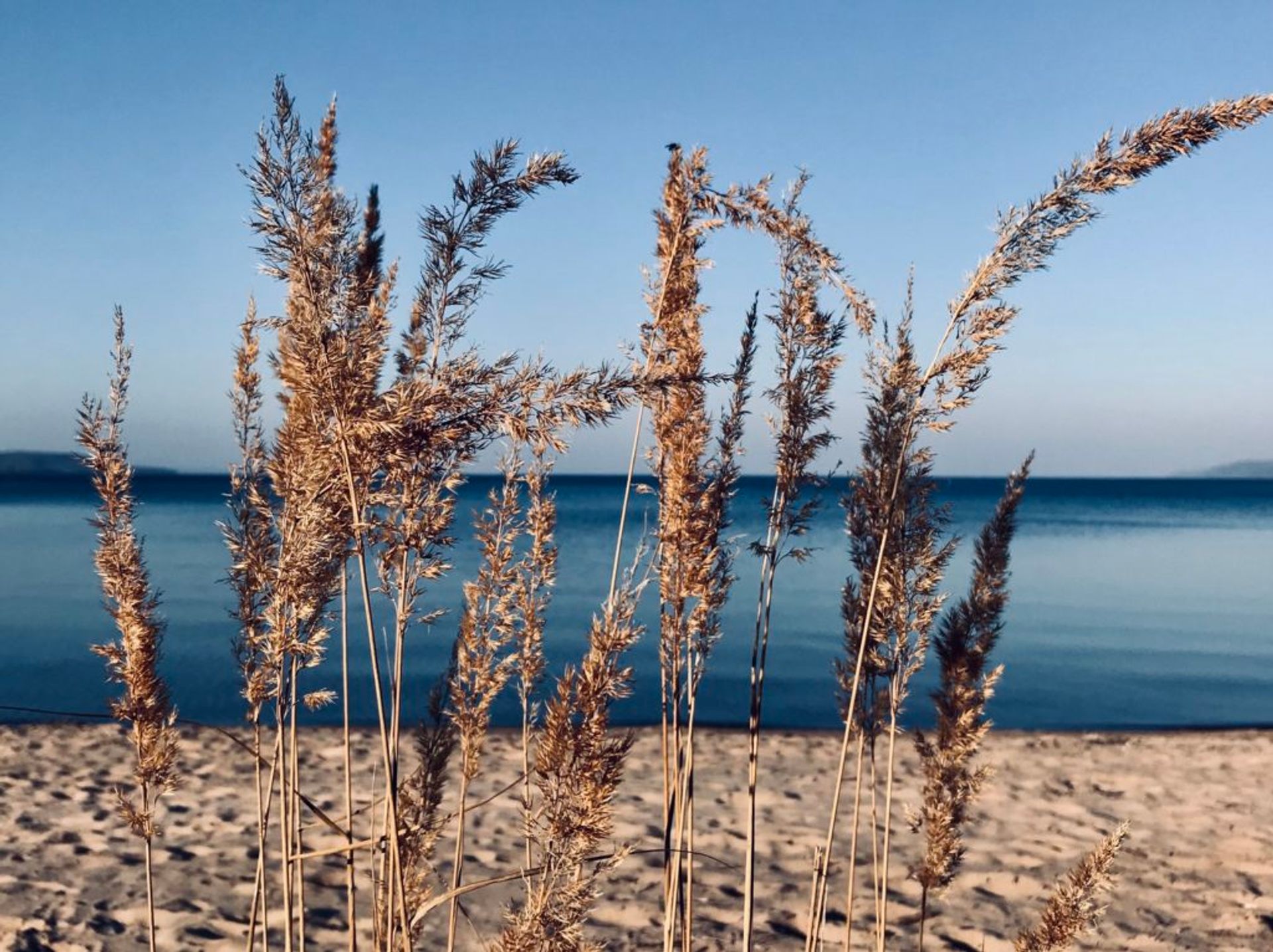 Close-up of beach grass.