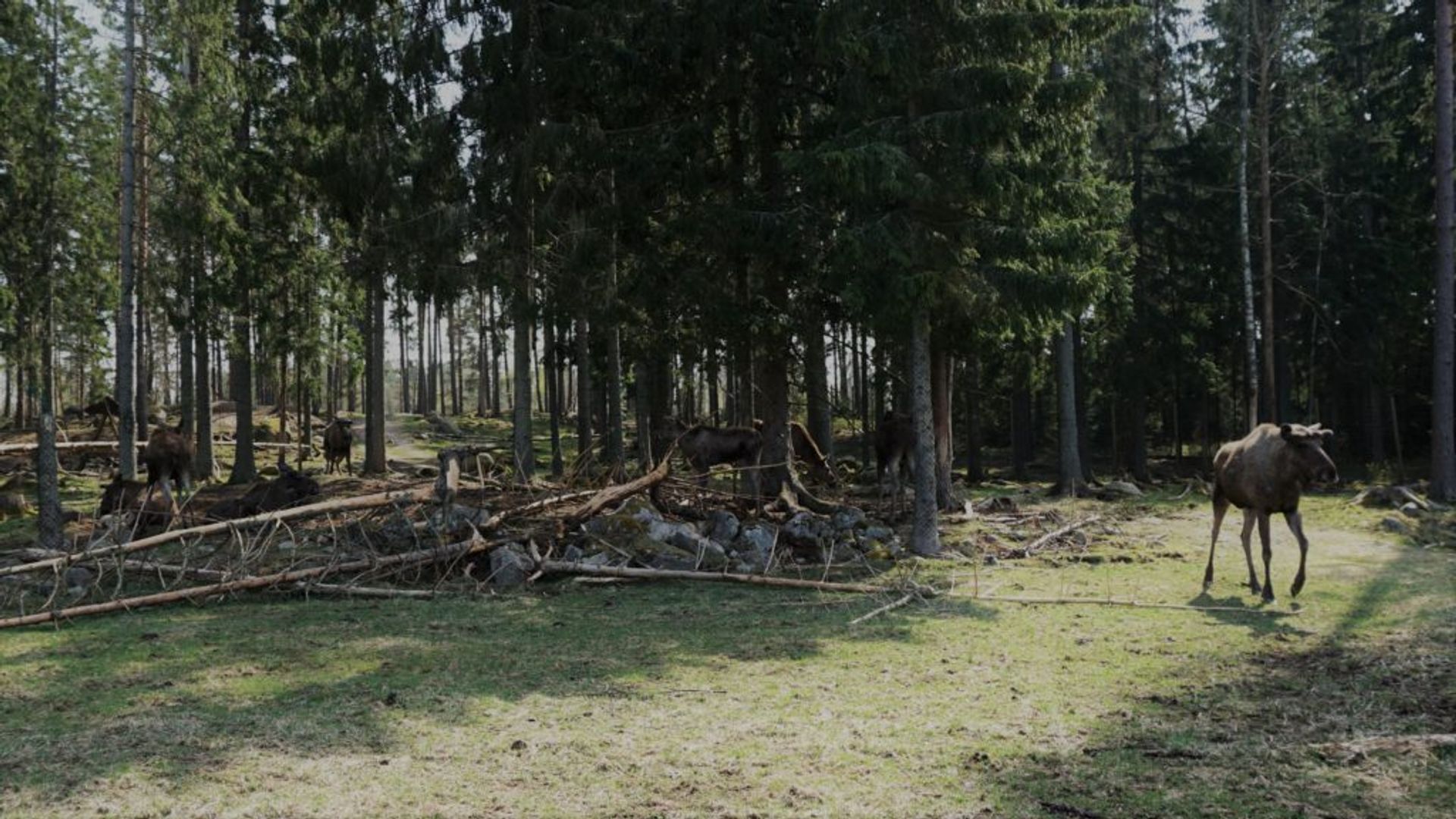 Moose walking around a forest area.