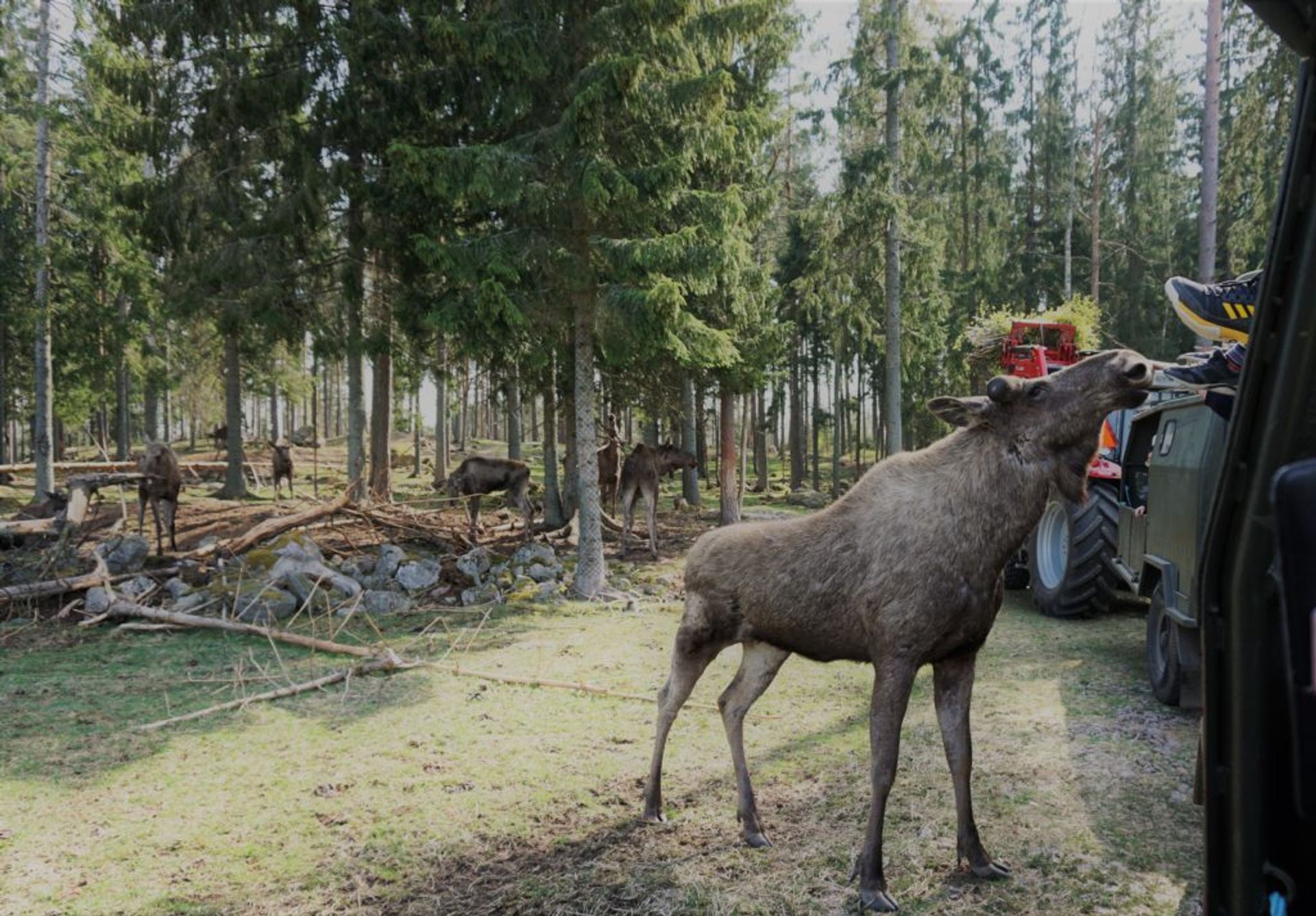 People feeding a moose.