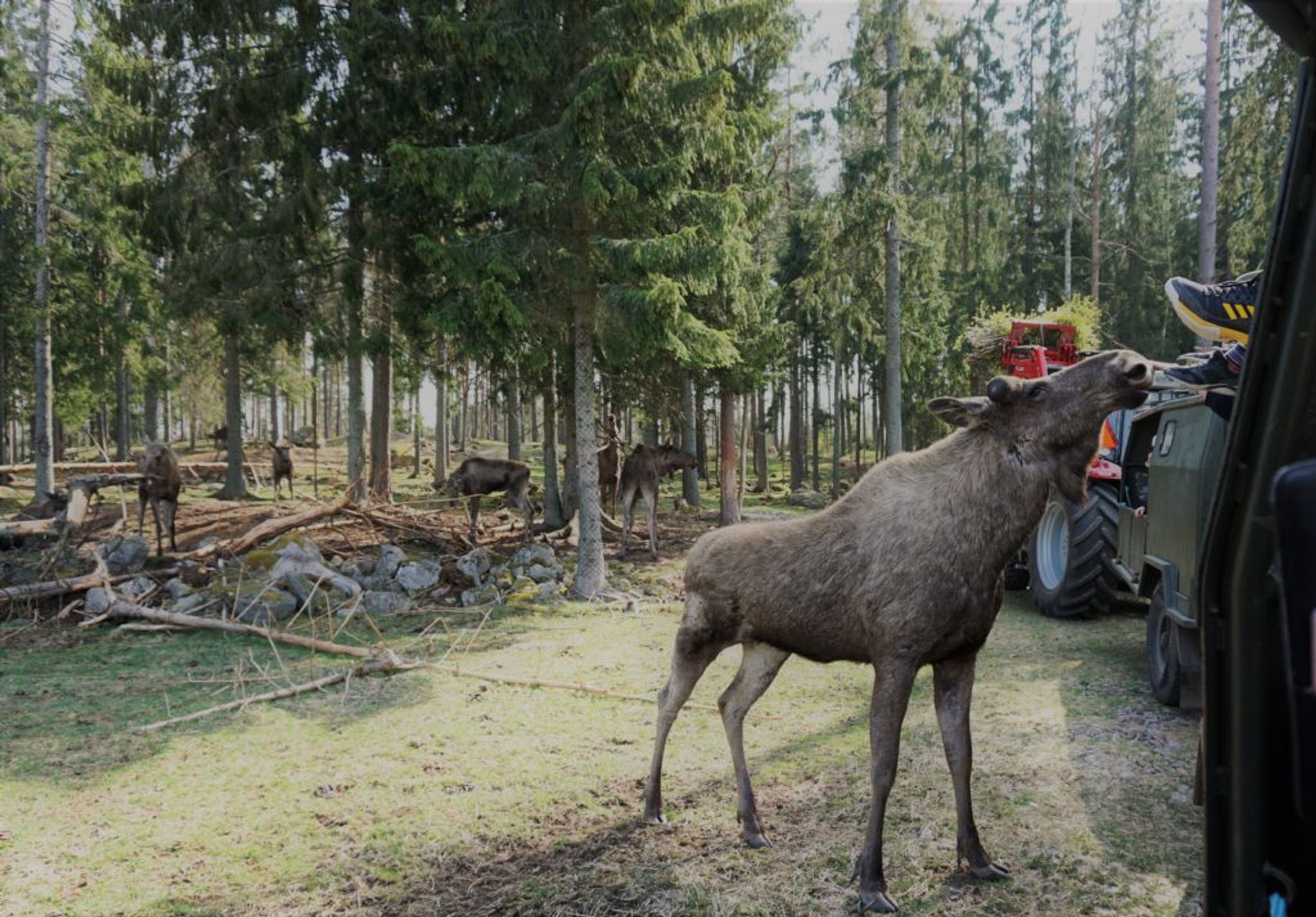 moose safari smaland