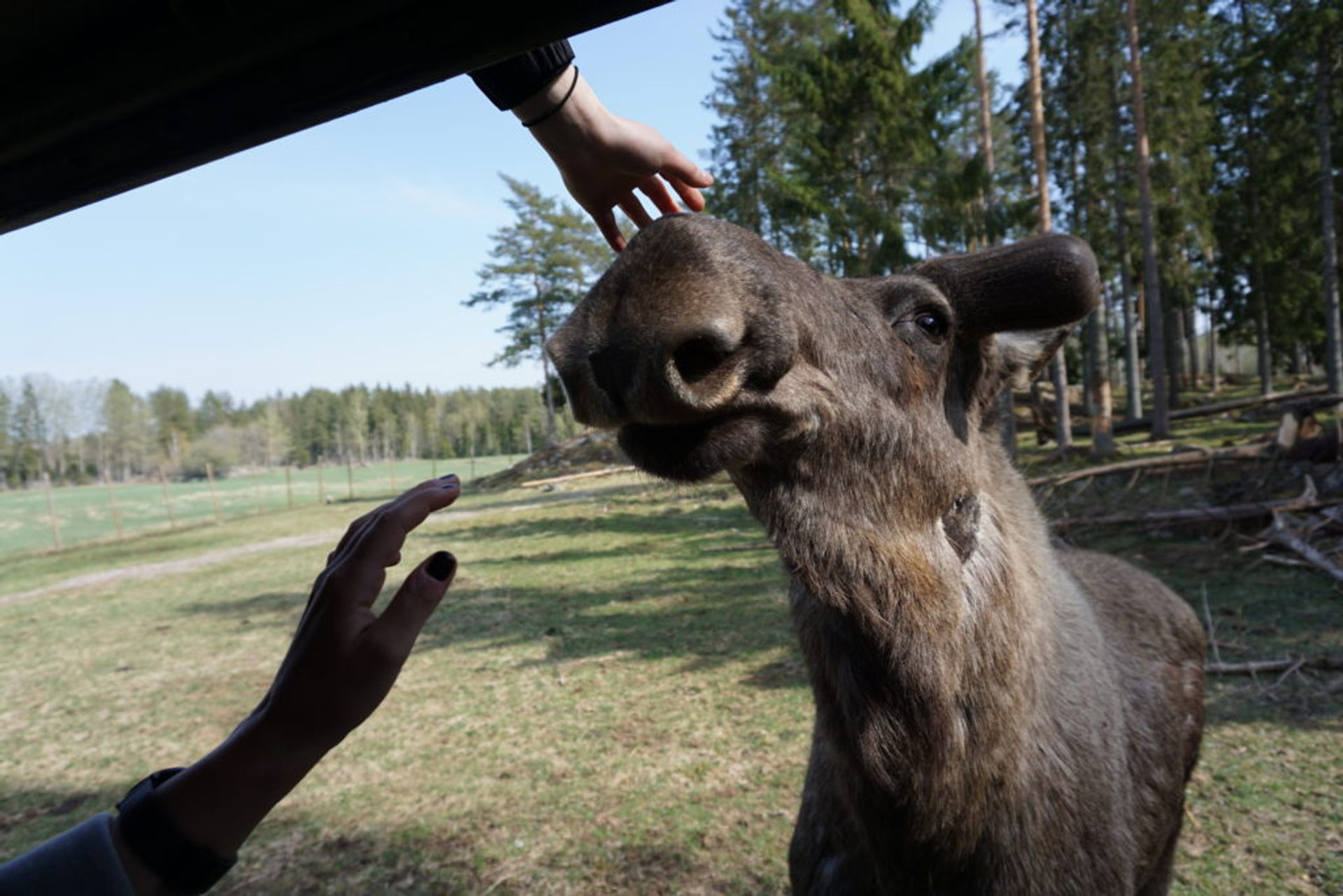 Hands patting a moose.