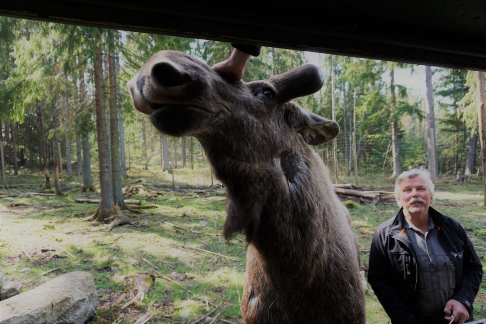 Close-up of a moose.