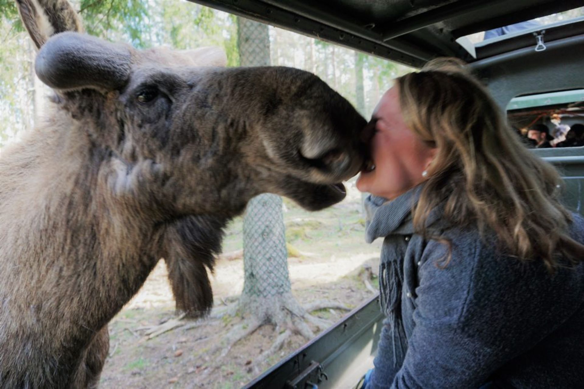 Close-up of a person beside a moose.