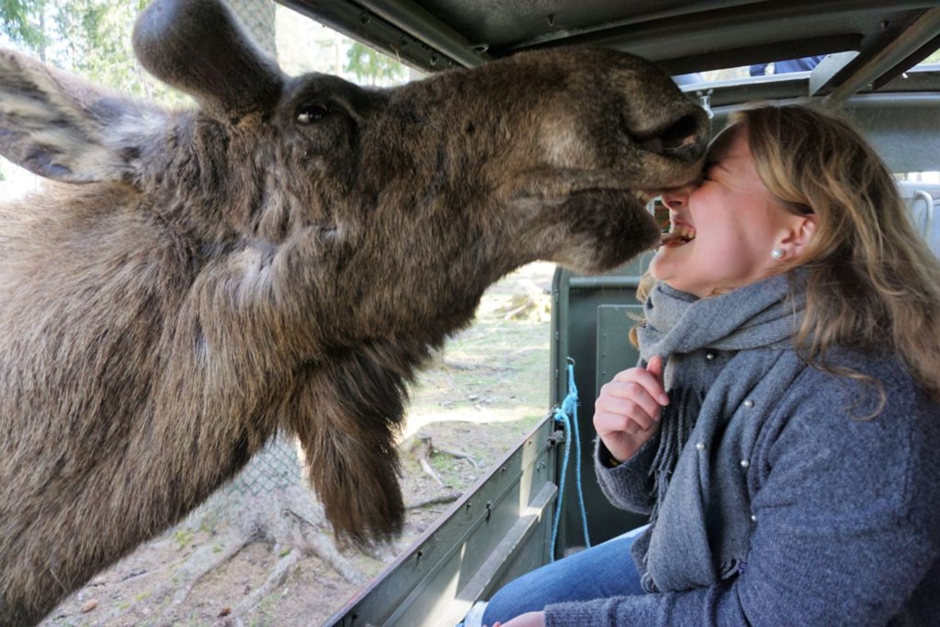 A moose close to a woman's face.