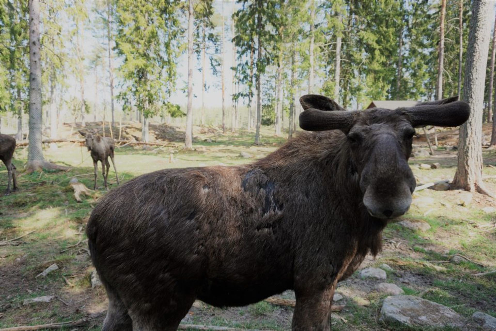 Close-up of a moose.