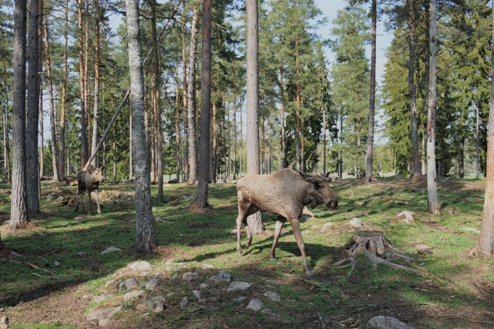 Moose walking in a forest.