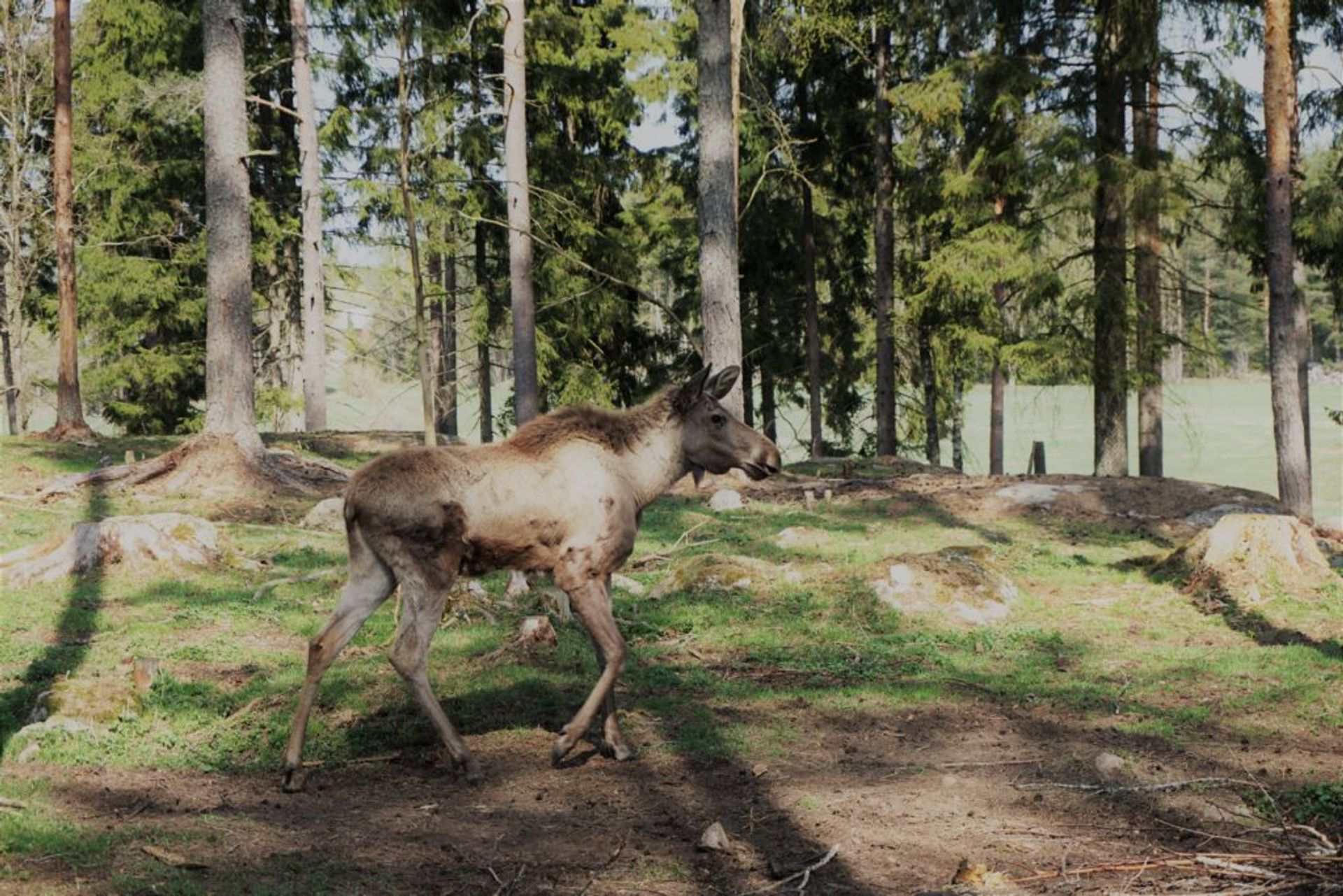 A young moose walking through a forest.