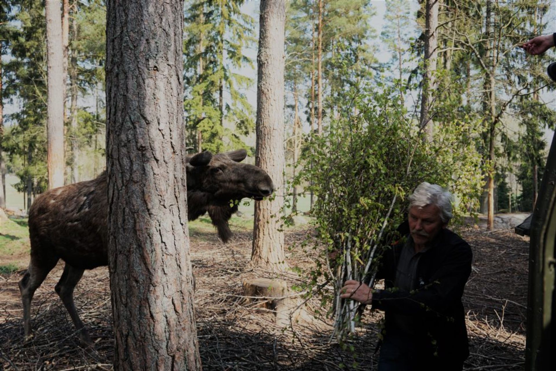 A person carrying branches to a moose.