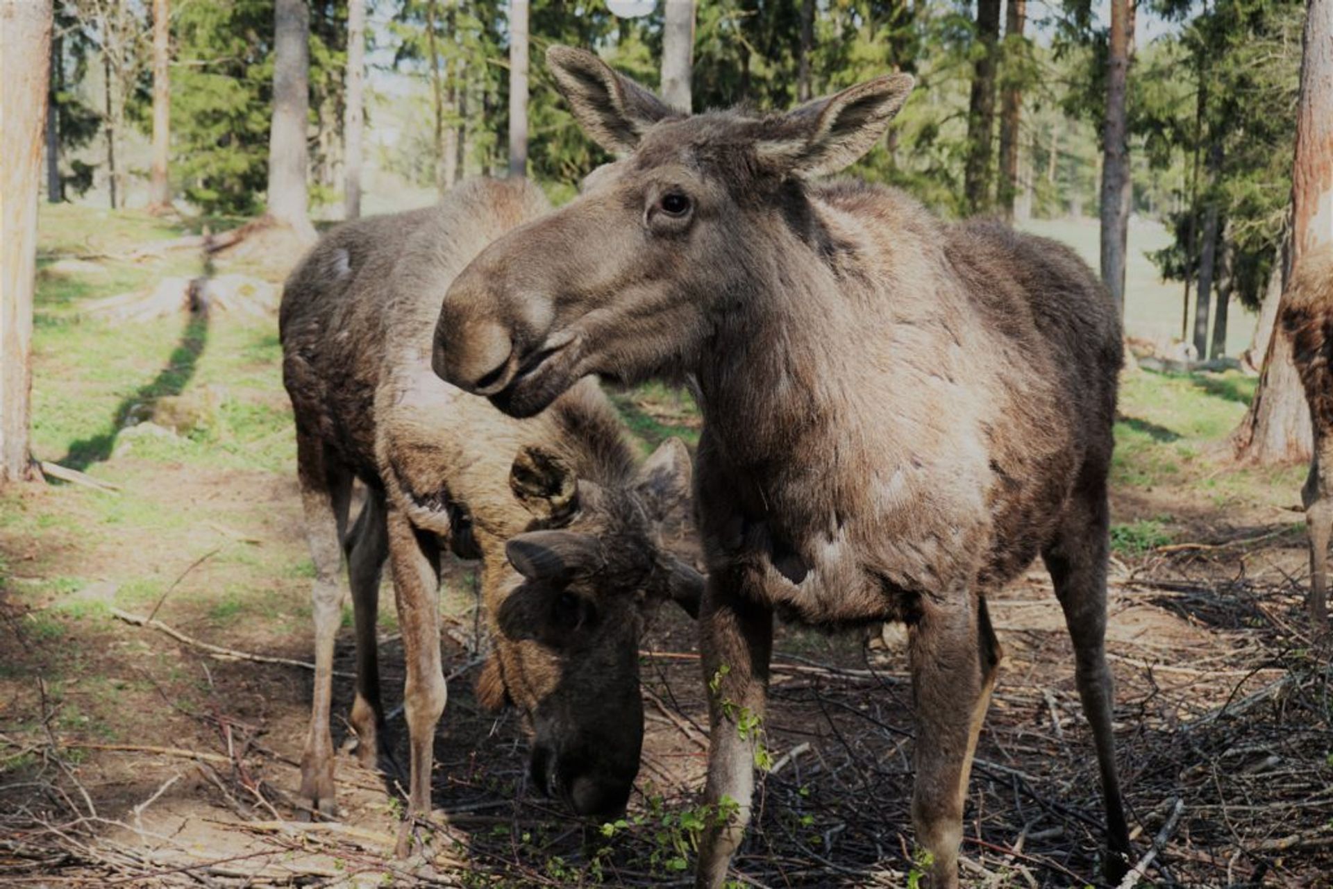 Moose grazing in the forest.