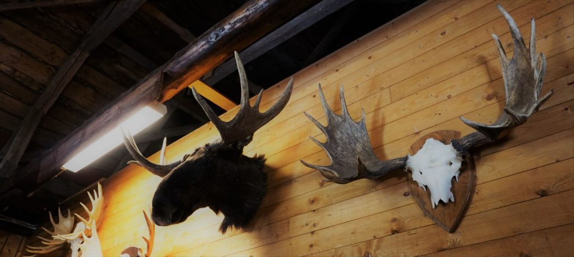 Moose antlers on a wall.