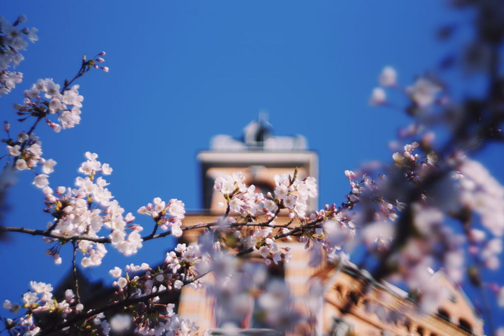Close-up of cherry blossom trees.