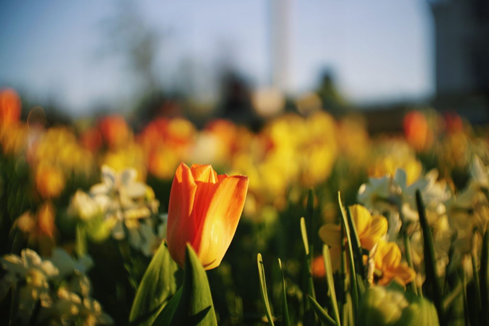 Close-up of tulips.