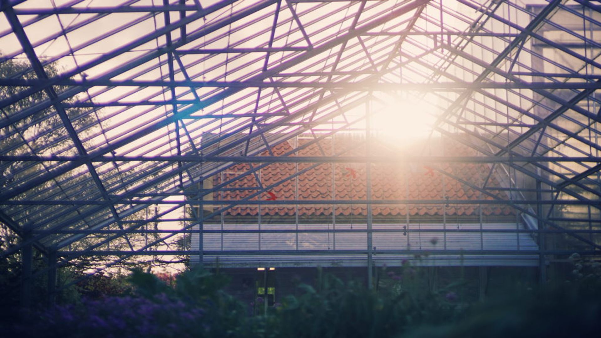 Sunshine streaming into a greenhouse.