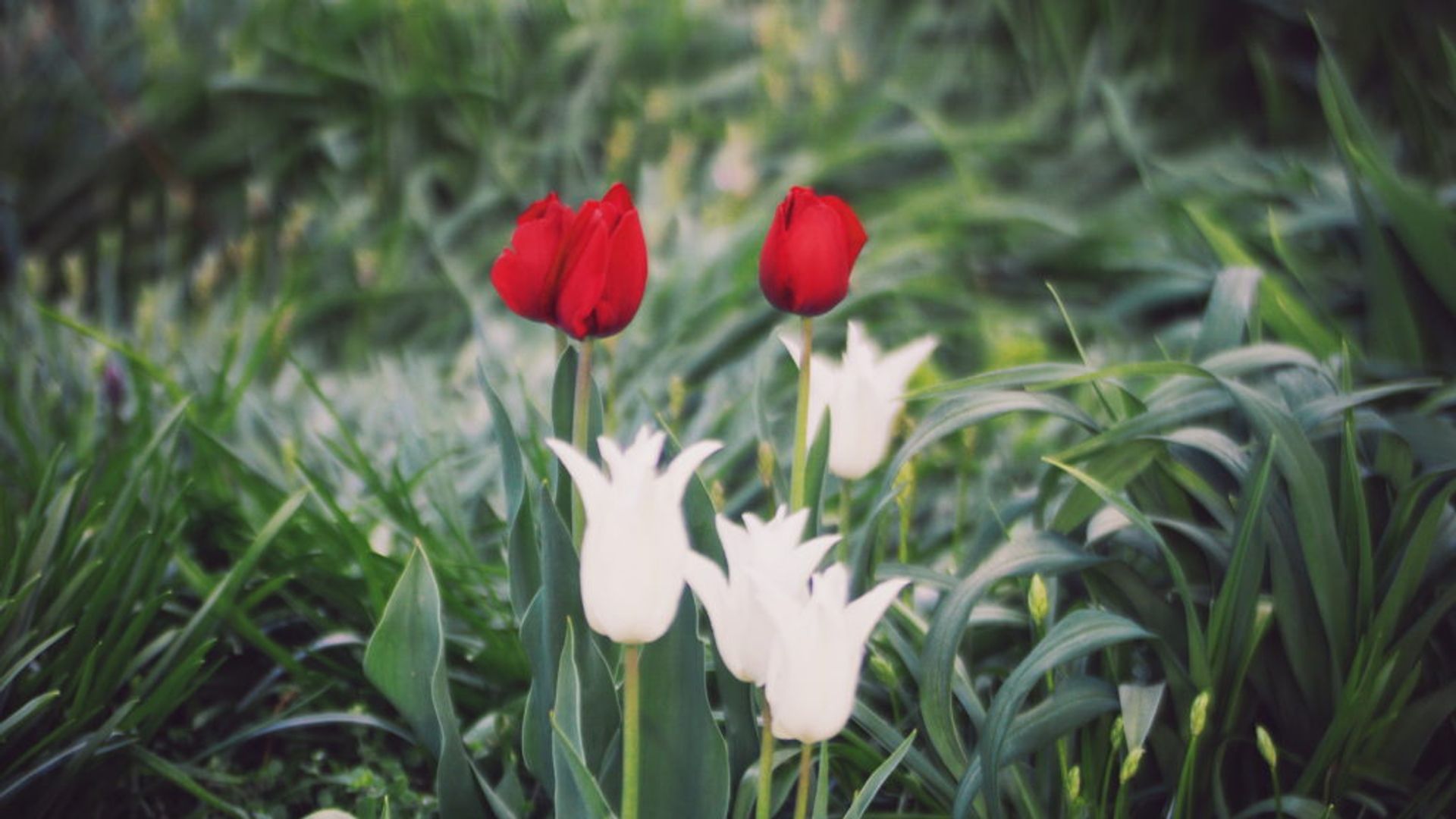 Close-up of white and red tulips.