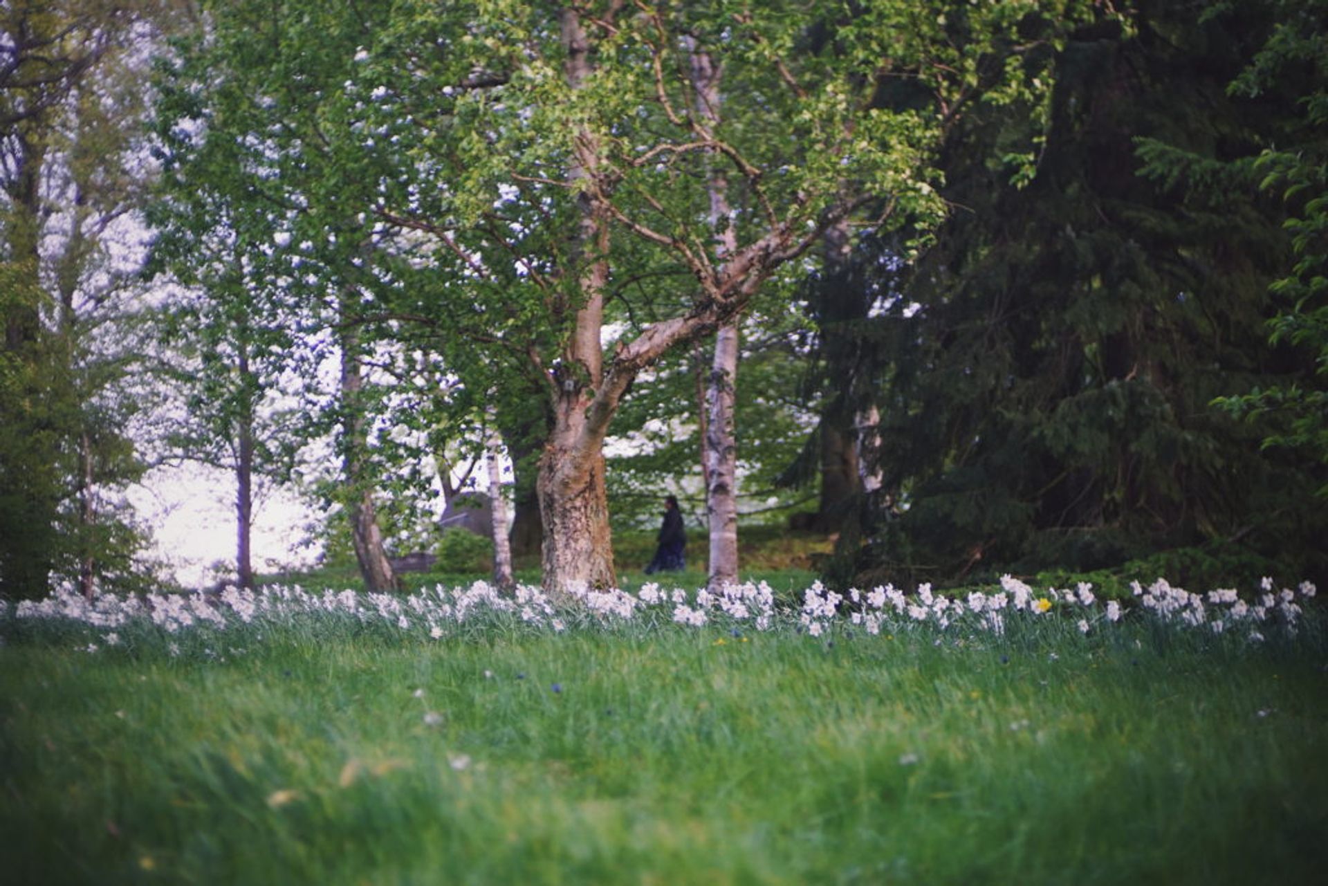 White flowers in a park.
