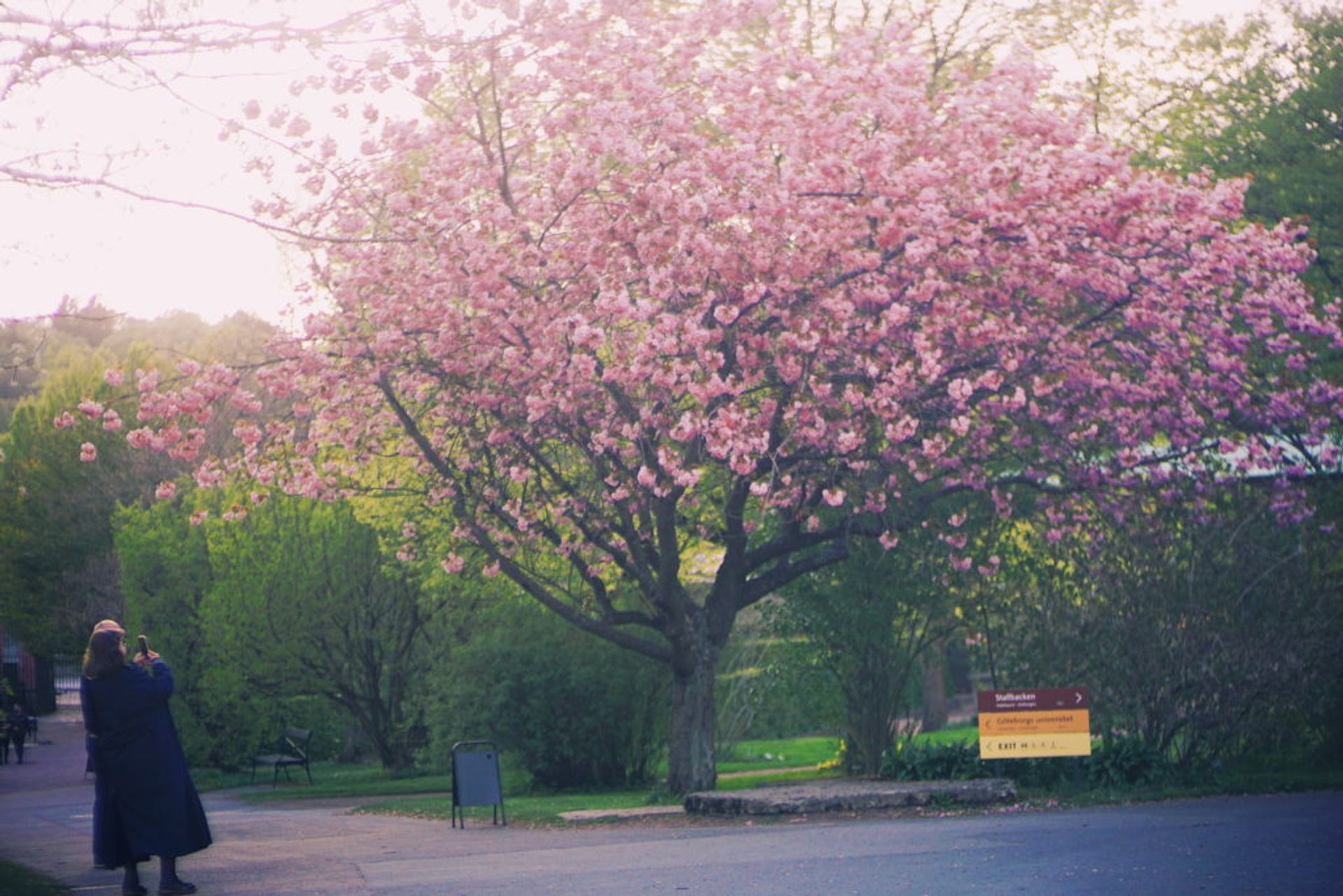 Women taking photos of a large cherry blossom tree.