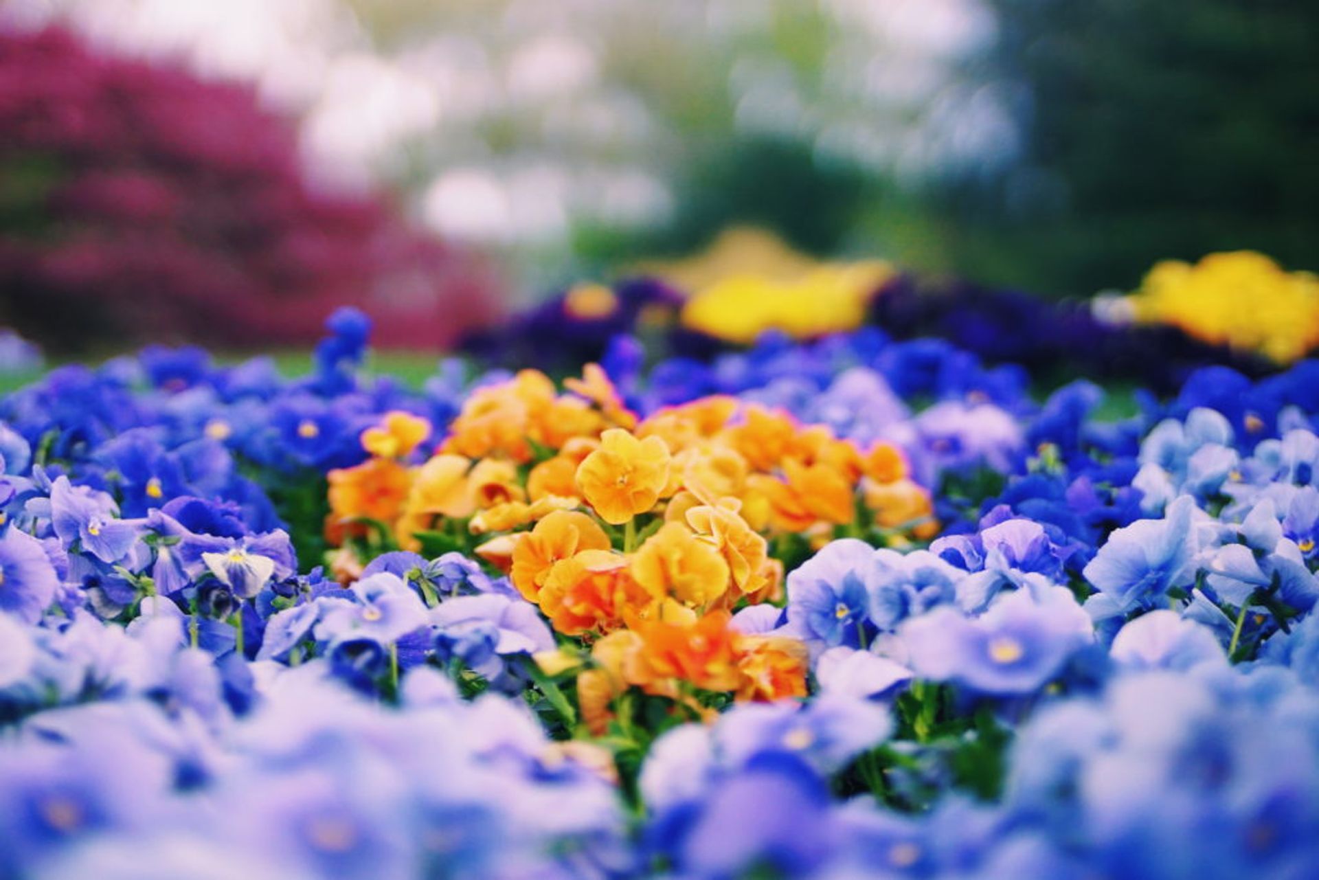 Close-up of blue and yellow flowers.