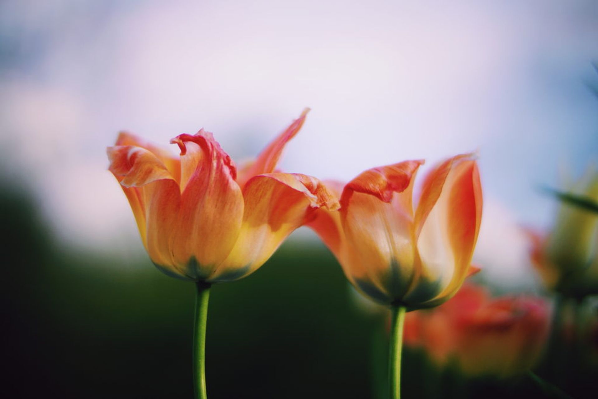 Close-up of tulips.