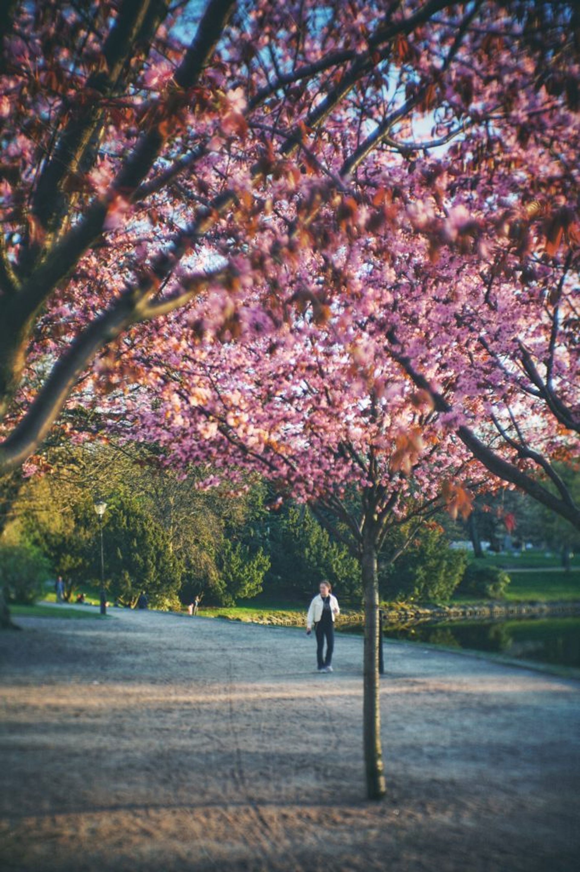 A person walking by a cherry blossom tree in a park.