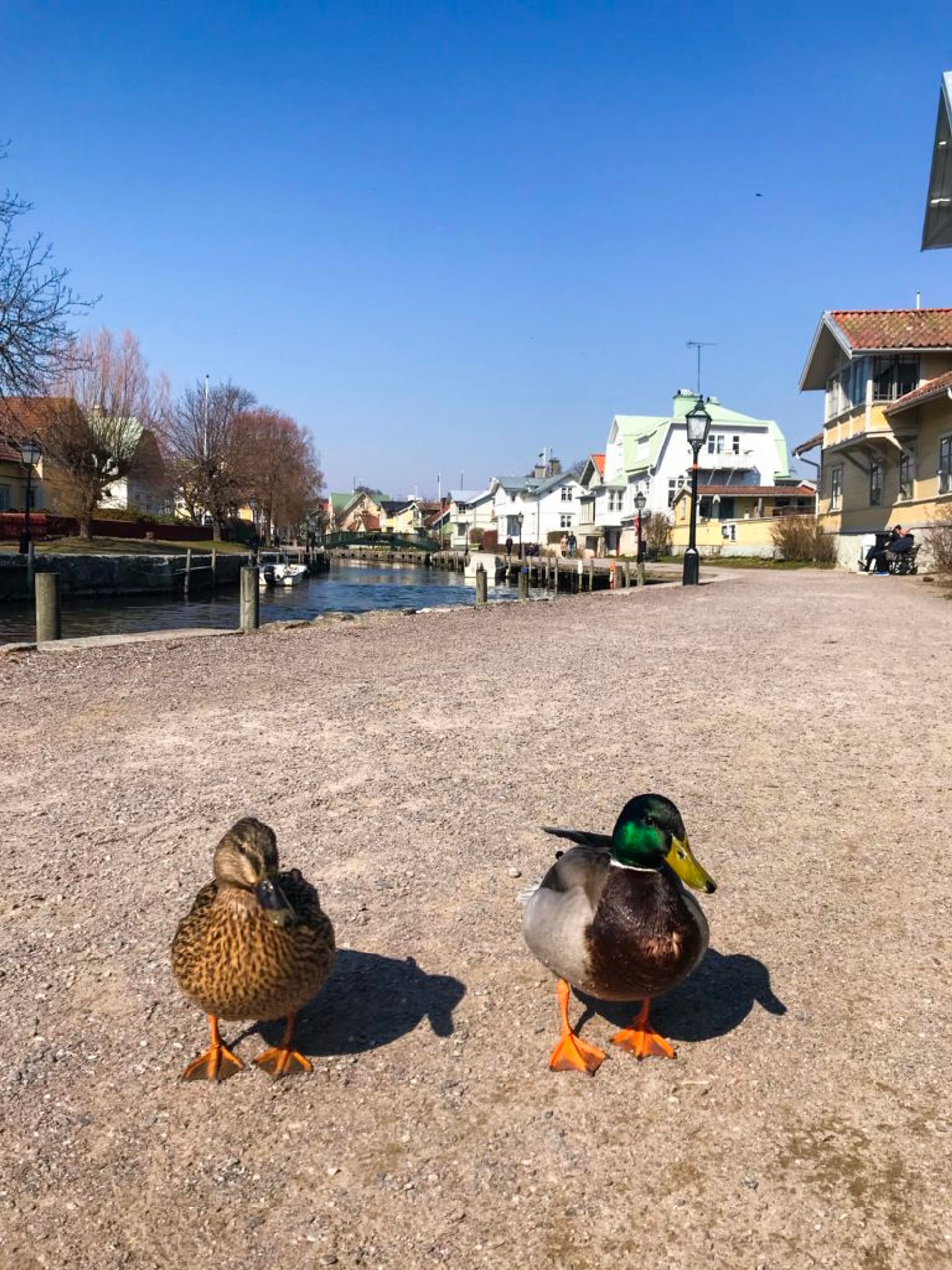 Ducks by the river.