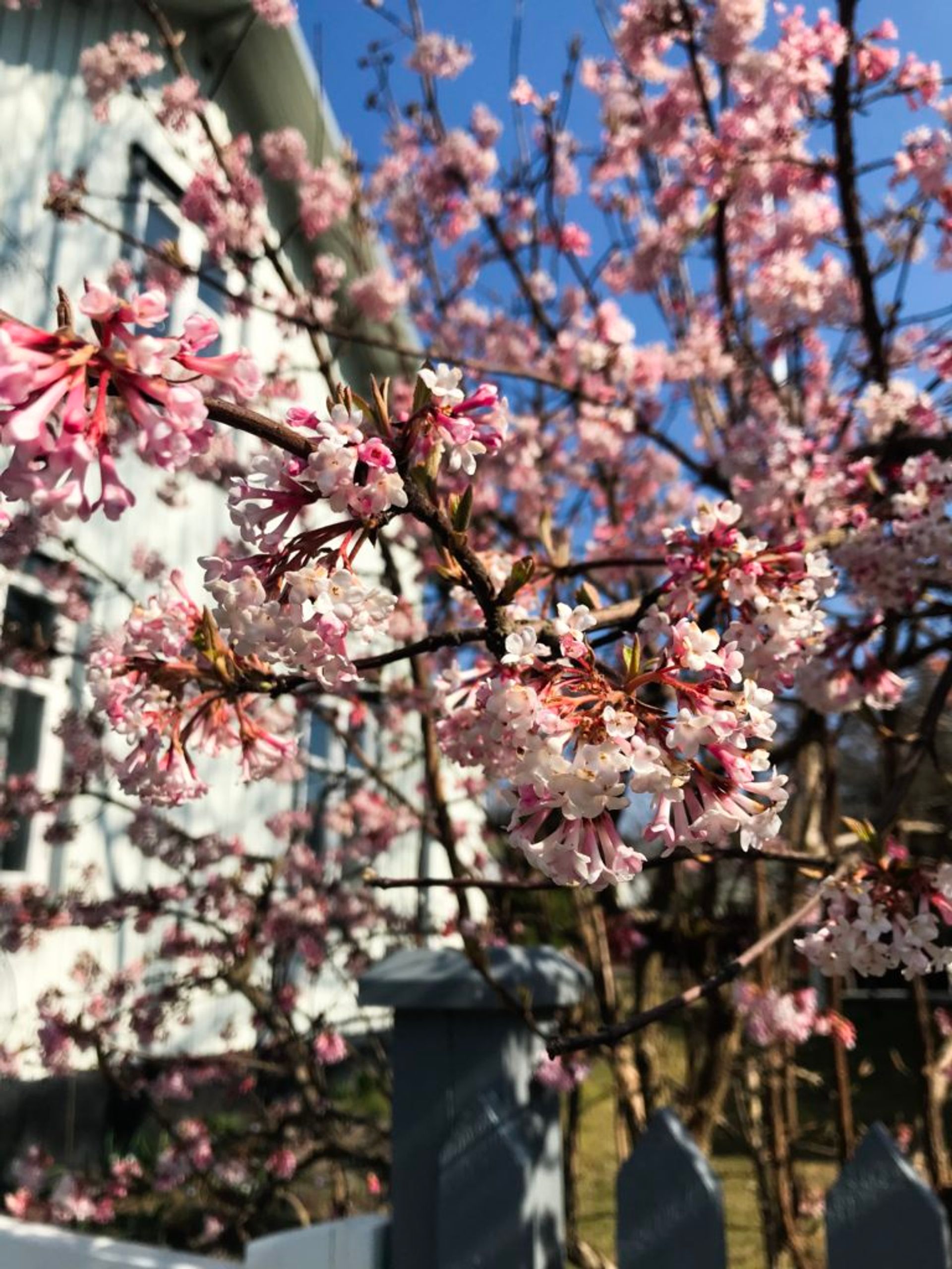 Close-up of pink cherry blossom flowers.