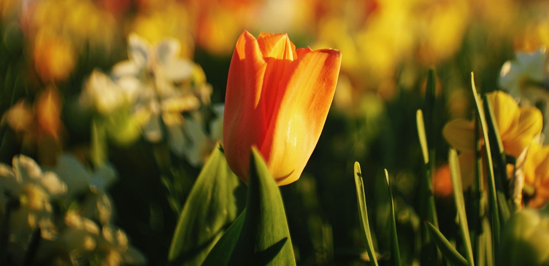 Close-up of a tulip.