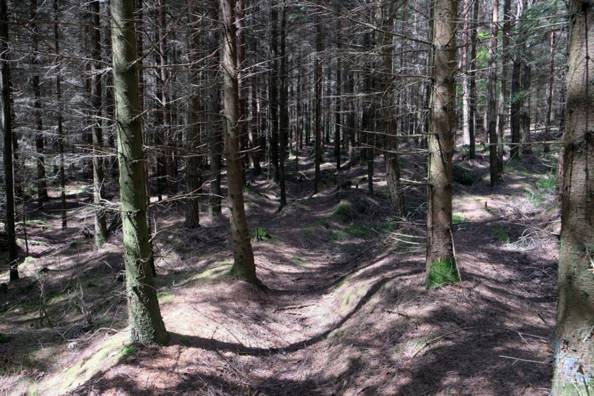 Trees in a forest.