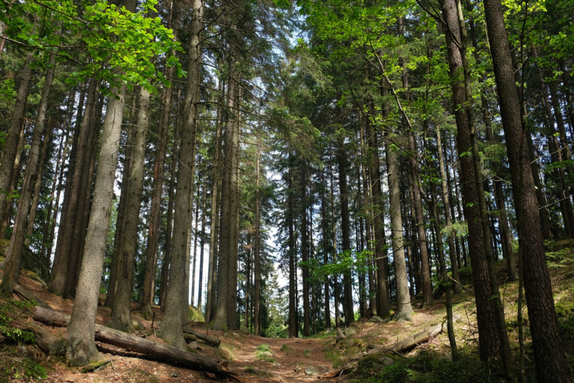 A view of the forest from the path.