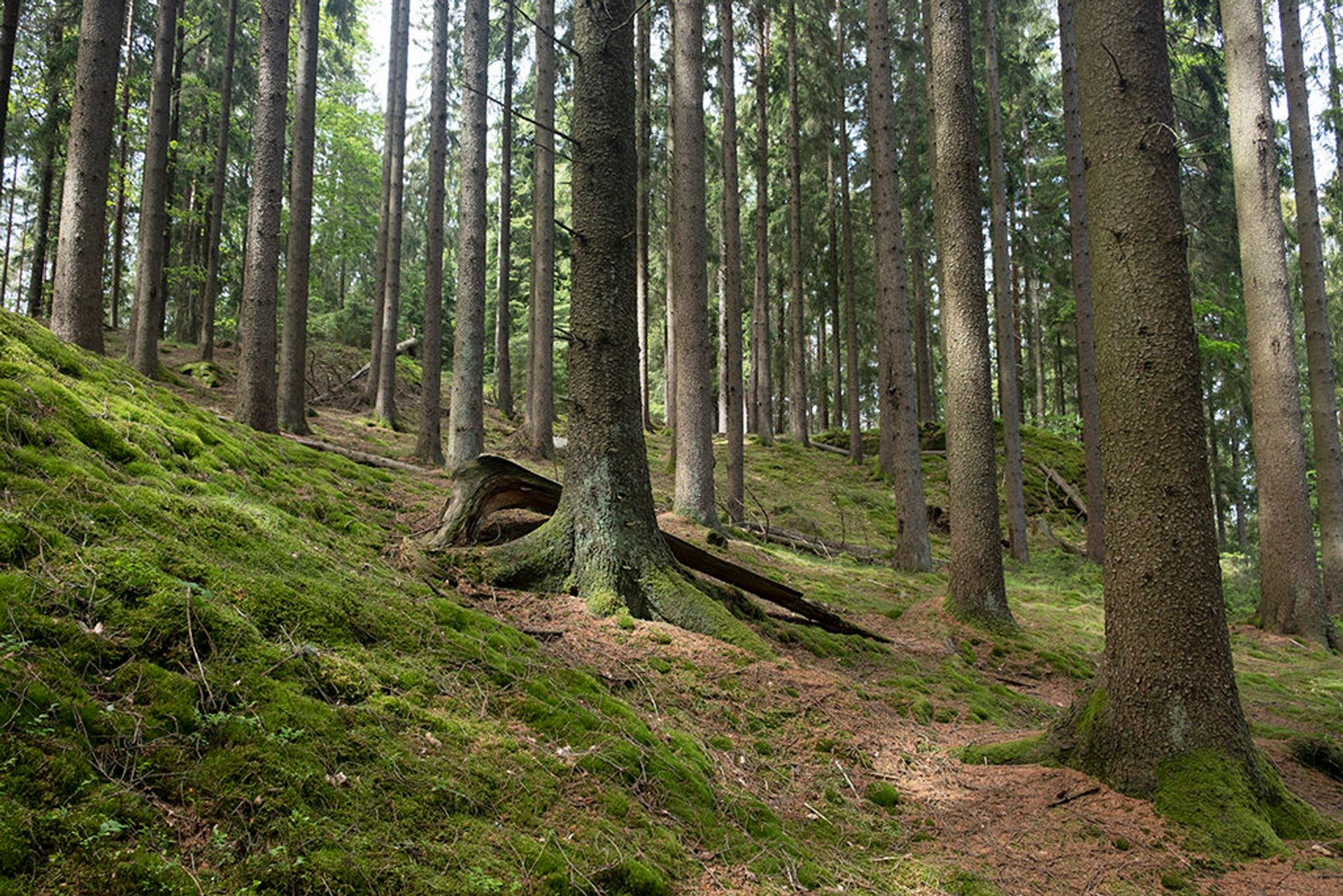 Rows and rows of trees in a forest.