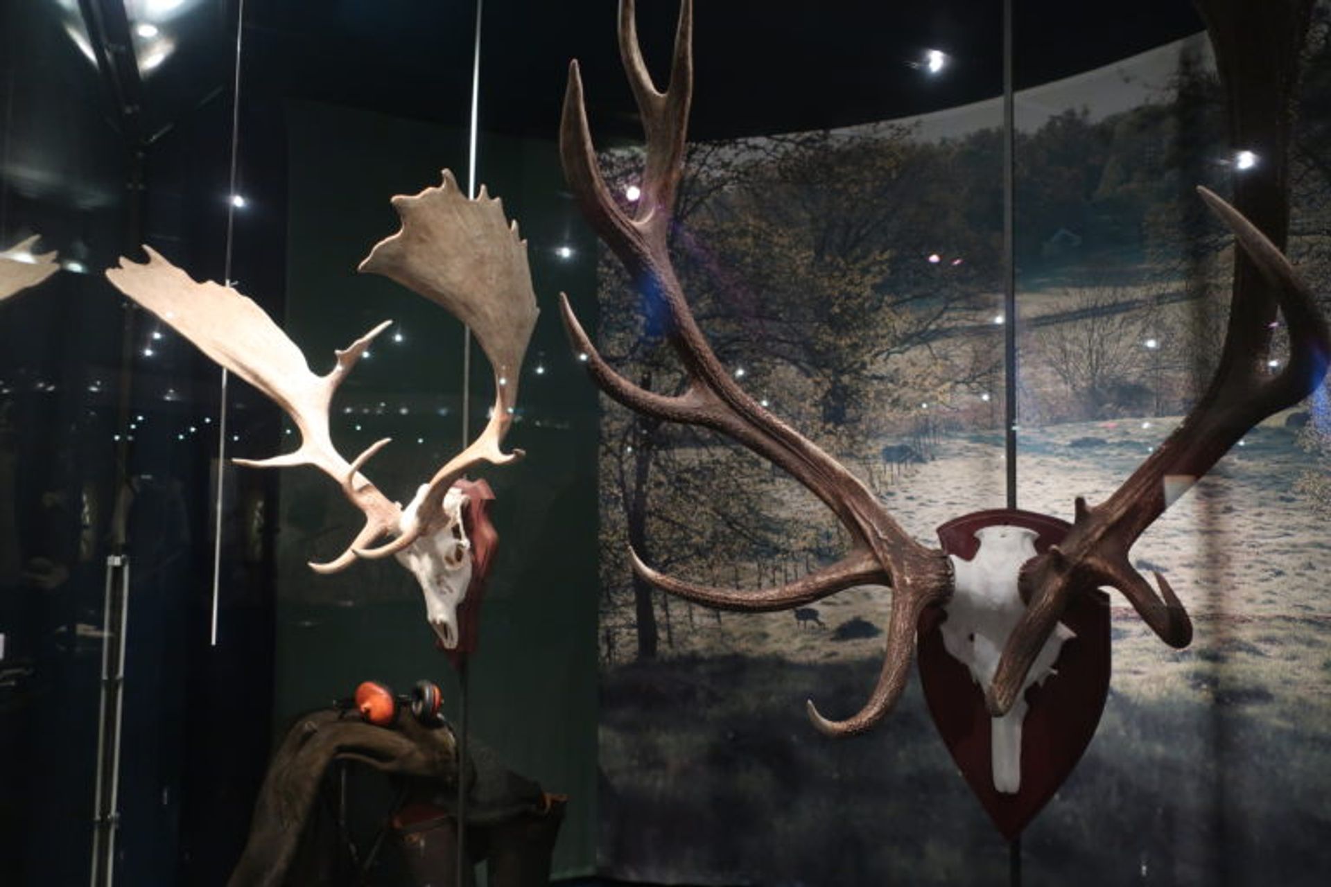 Two deer antlers in an exhibition case.