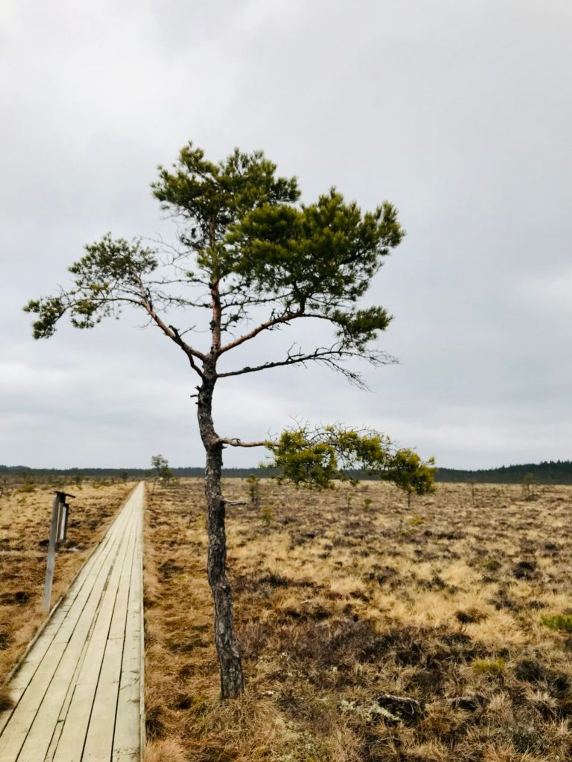 A lone tree in a park.