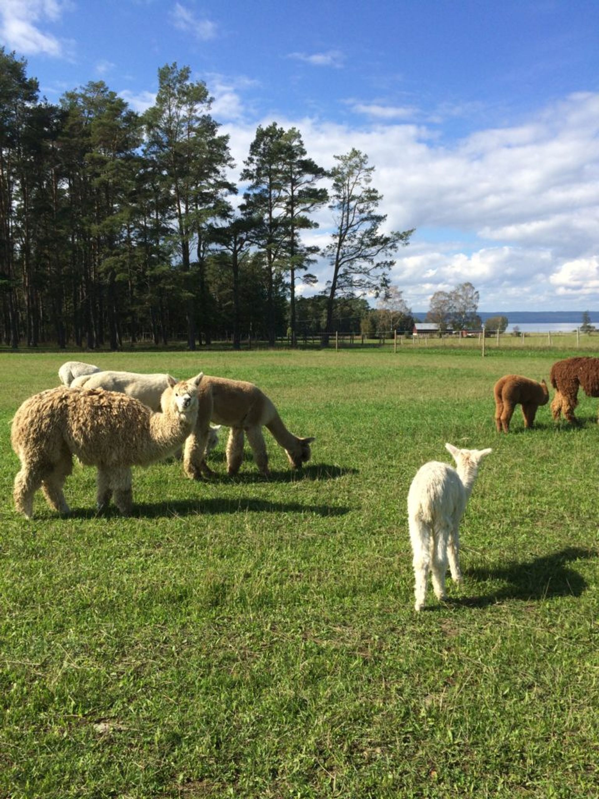 Several alpacas grazing in a field.