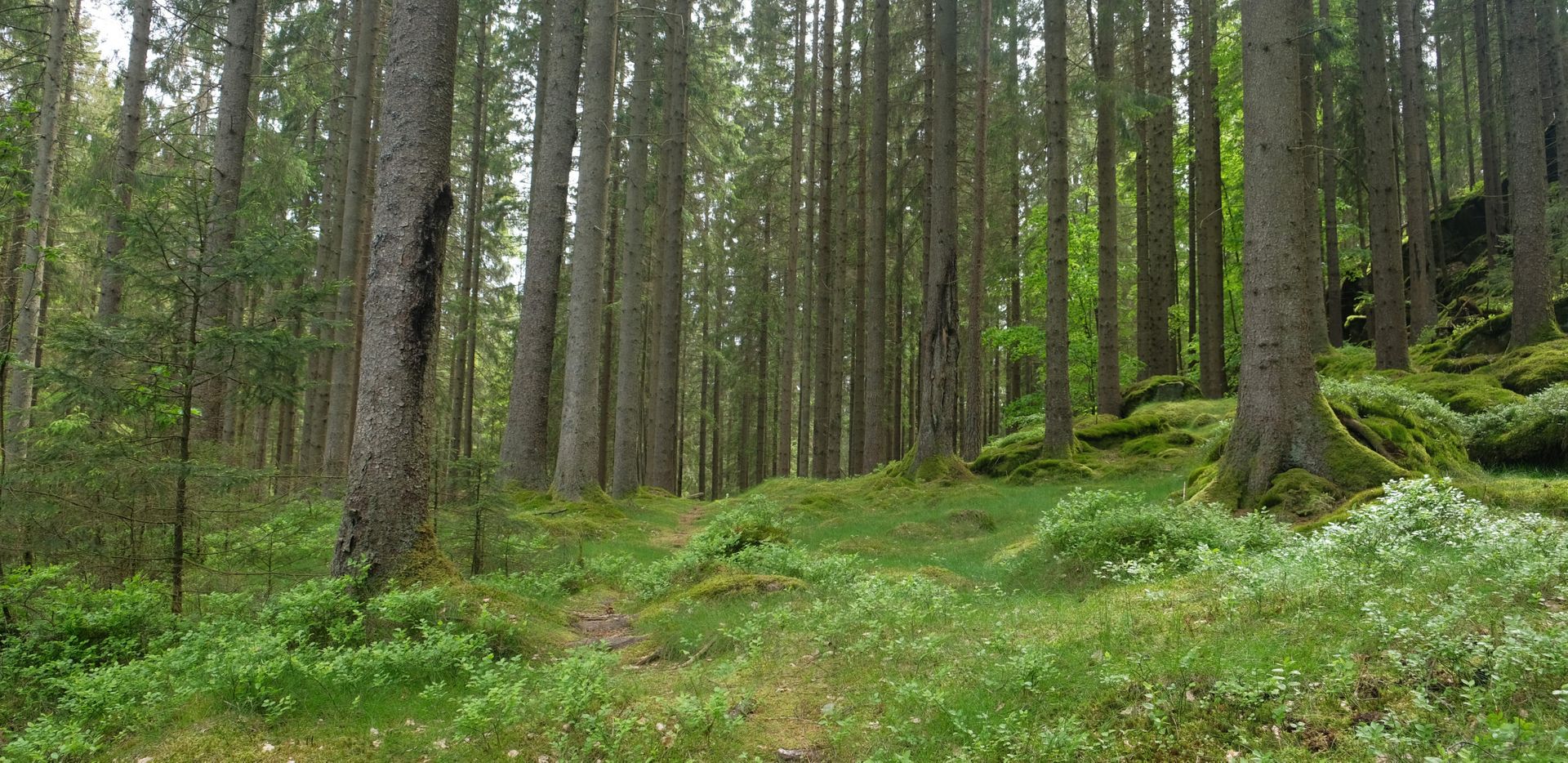 Wide shot of a forest.