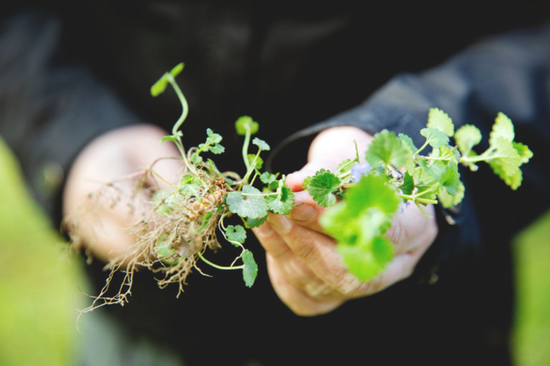 Close-up of a person holding a plant.