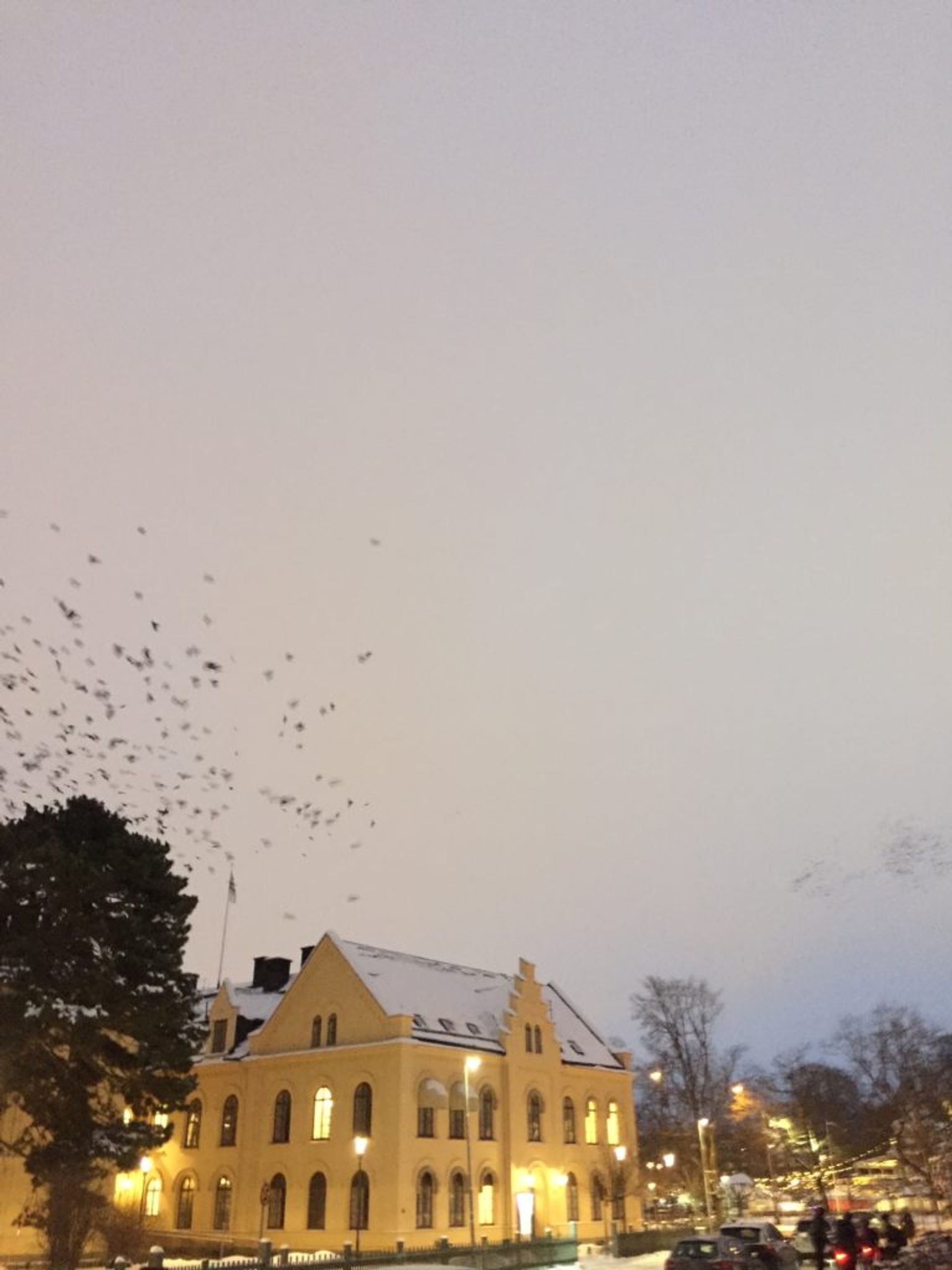 Birds flying above a building.