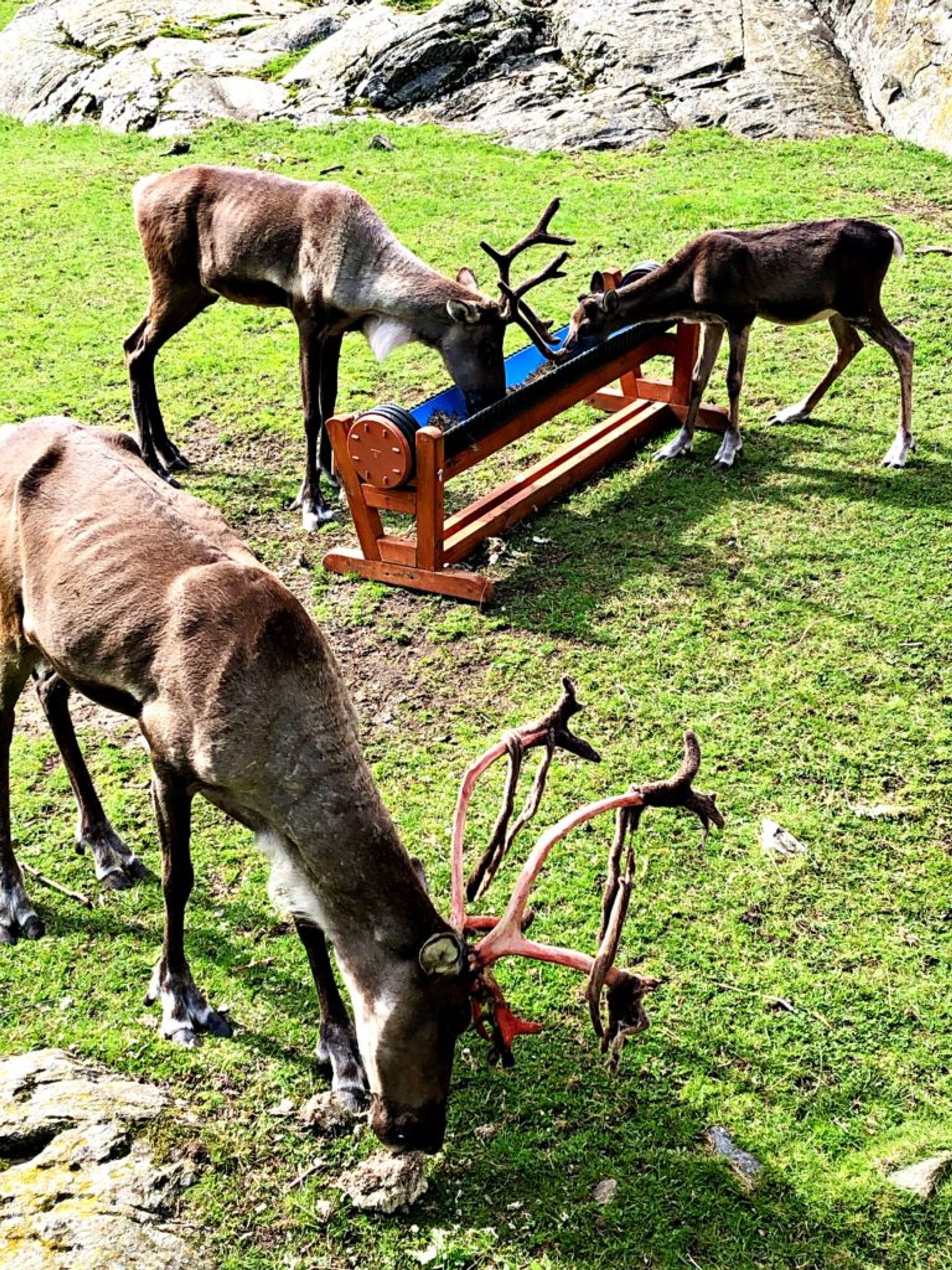 Reindeer eating from troughs.