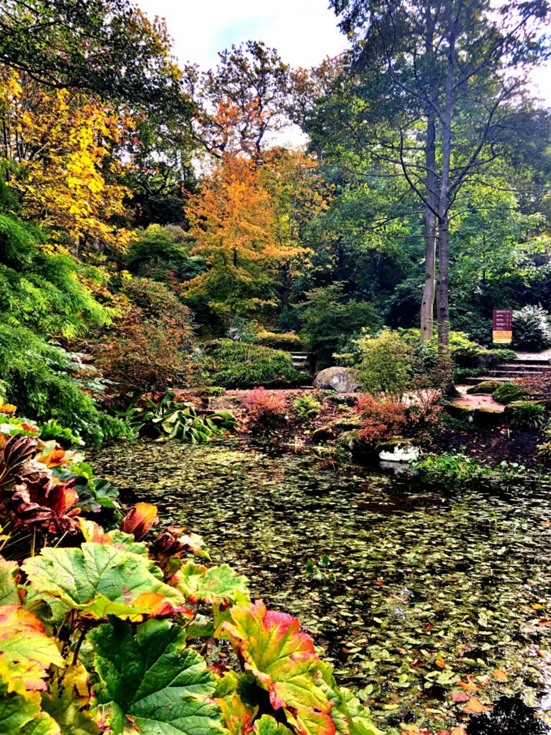 Plants in a park.