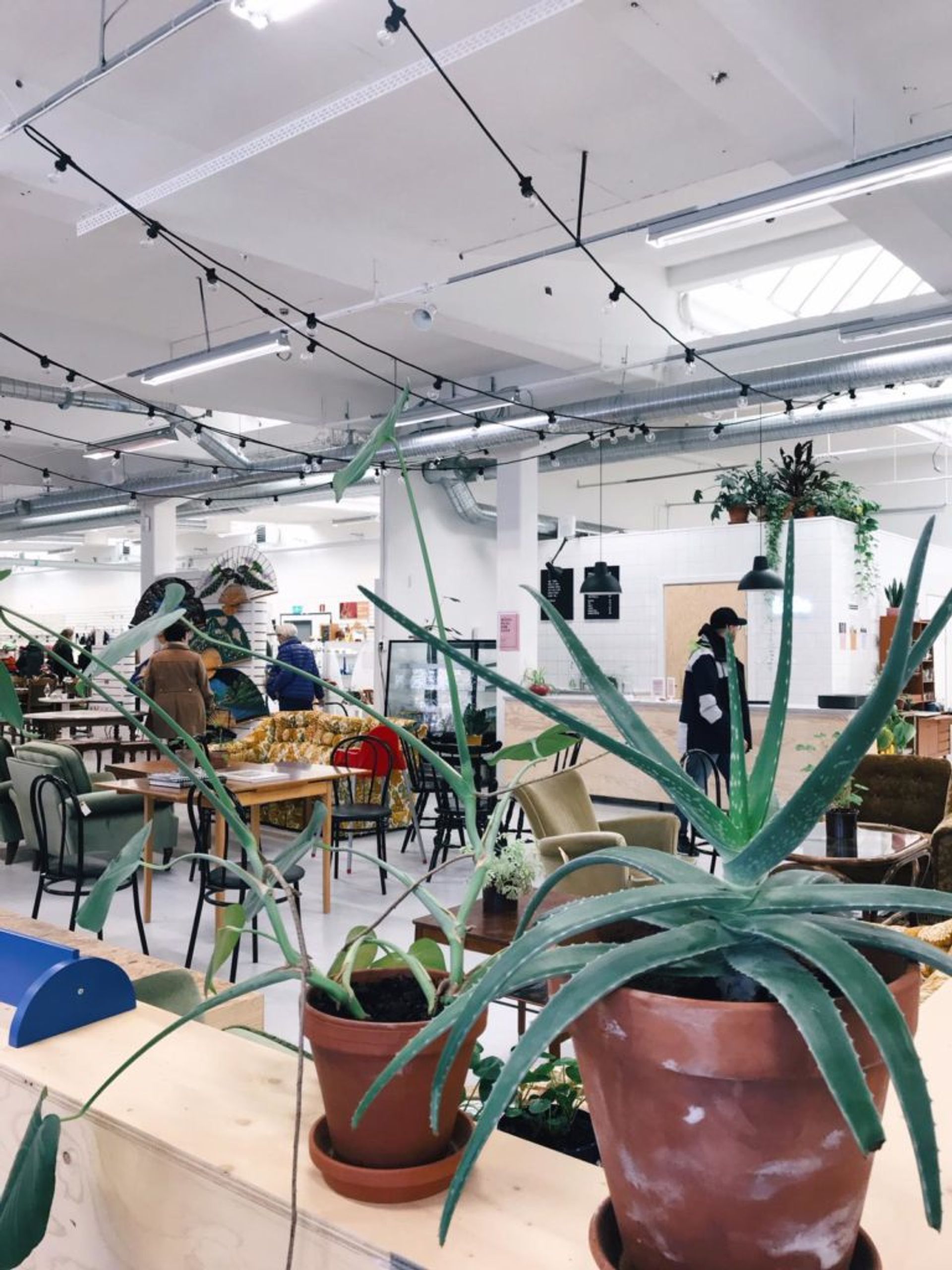 Close-up of aloe vera plants in a second-hand store.