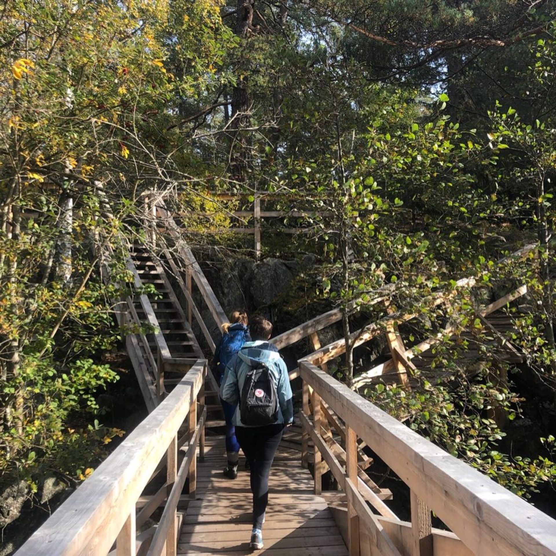 Walking in the forest 