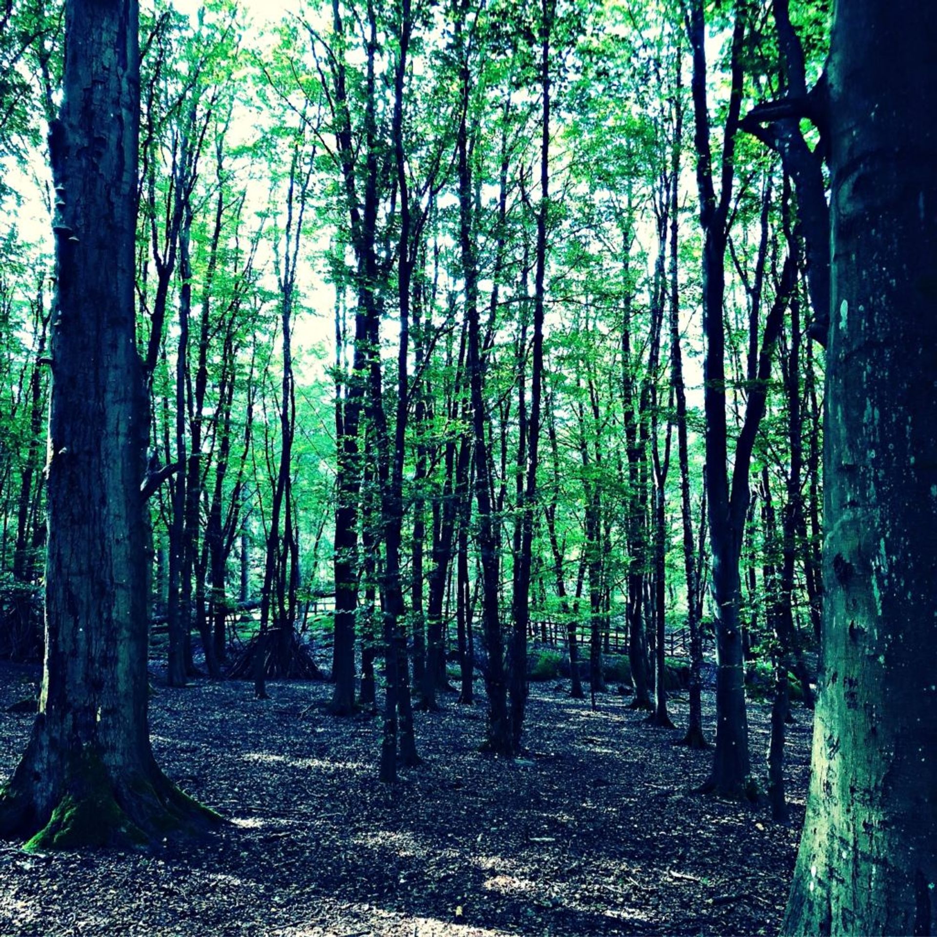 Close-up of trees in a forest.