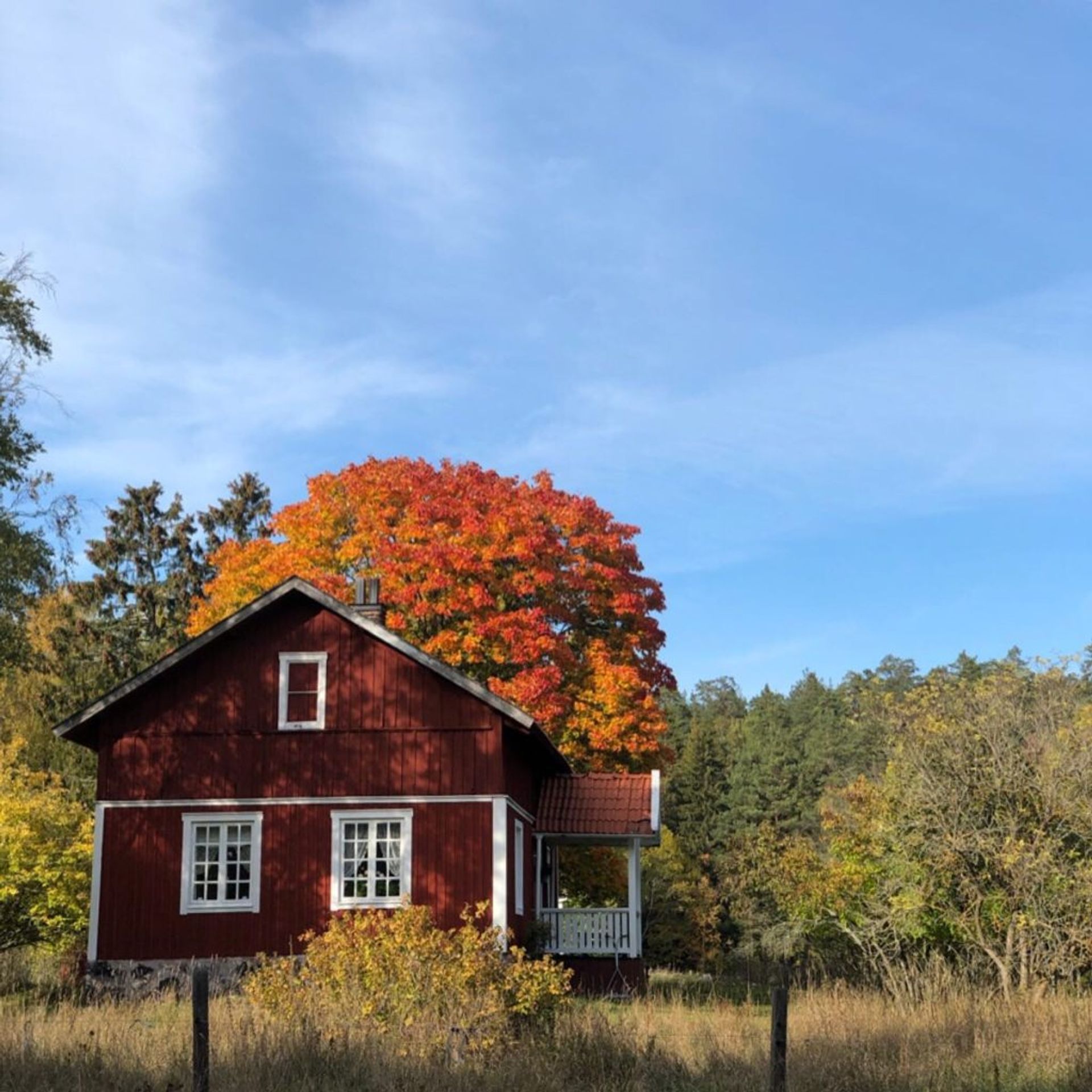 A walk in the woods, Autumn 2019