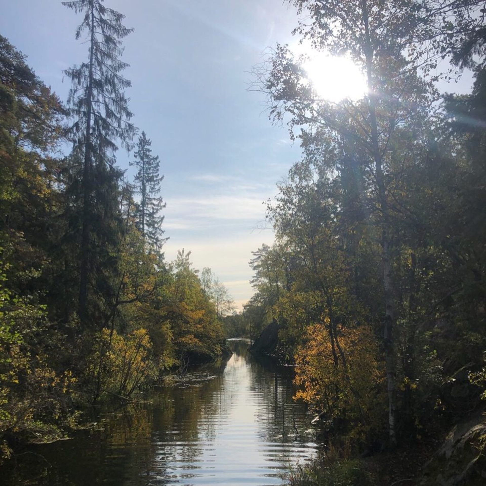 A walk in the woods, Autumn 2019