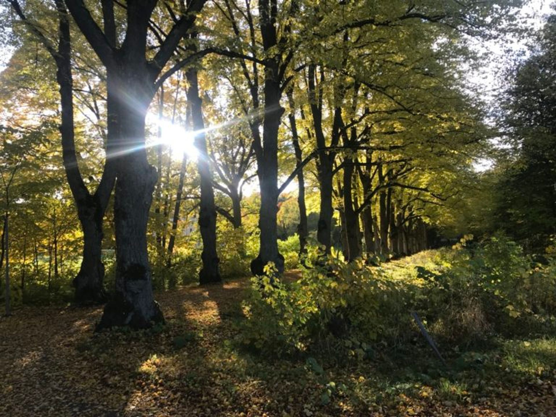 An avenue of trees.