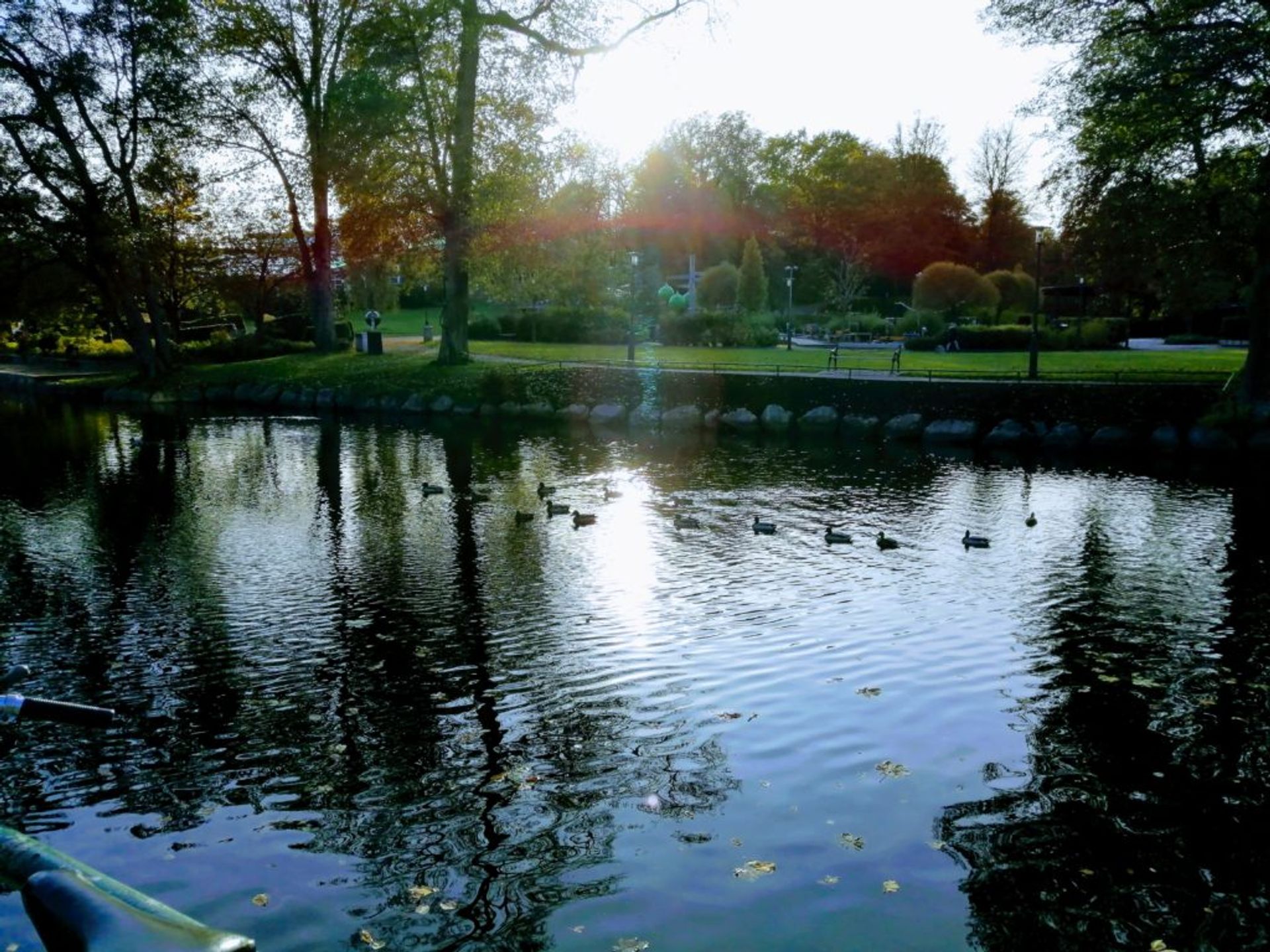 Ducks swimming in a river.