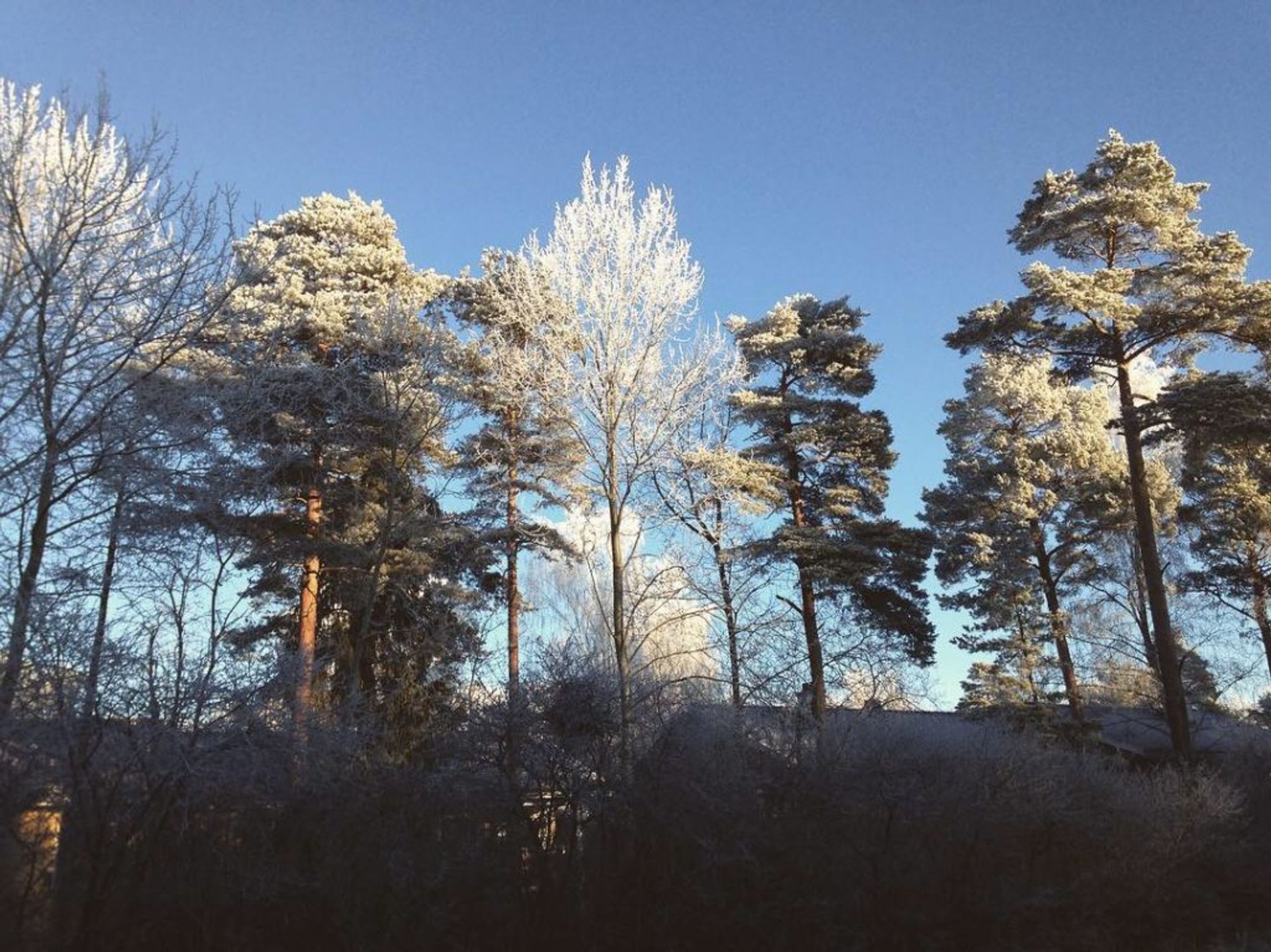 Snowy trees against blue sky 