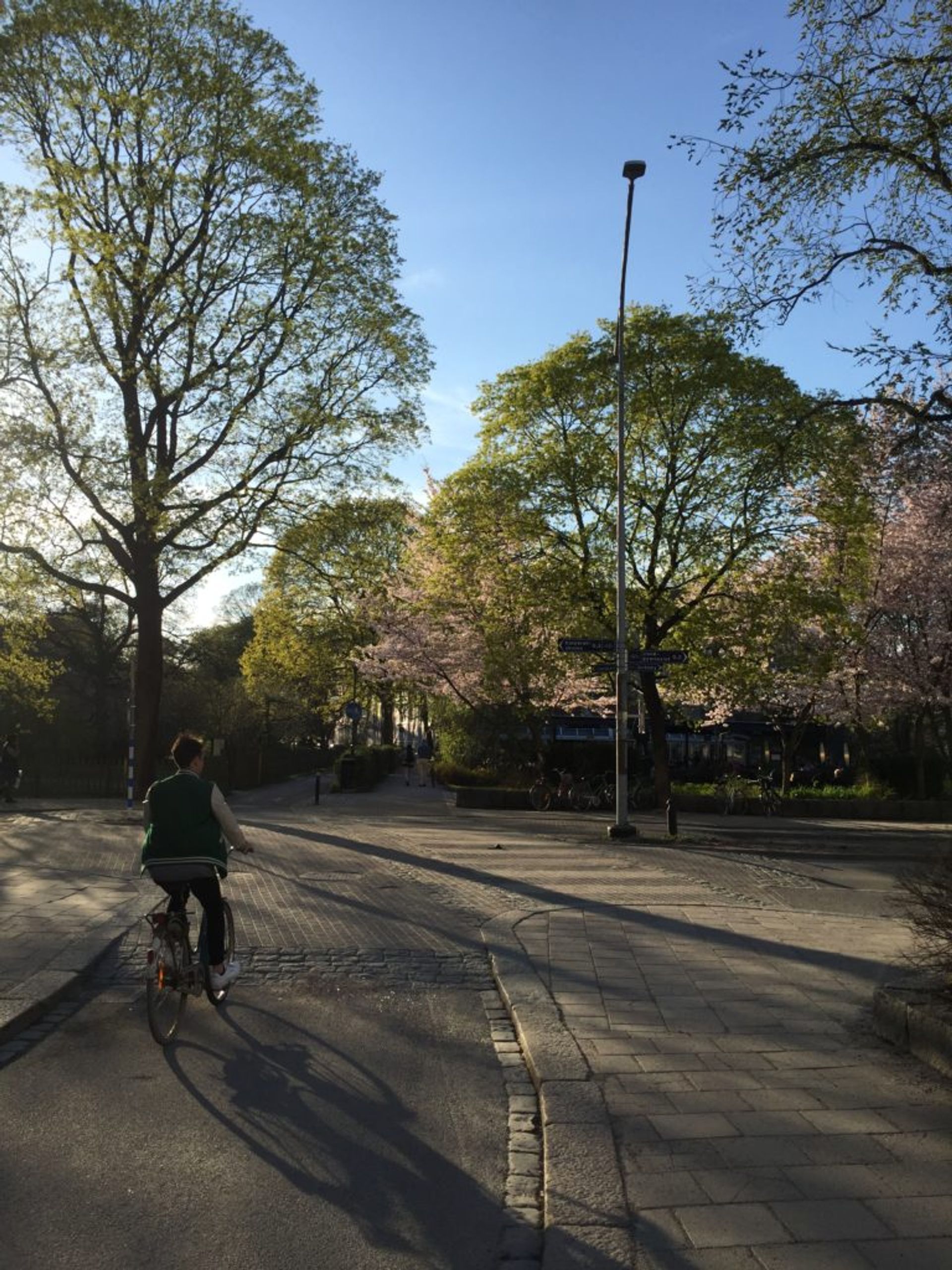 Cyclist and spring trees