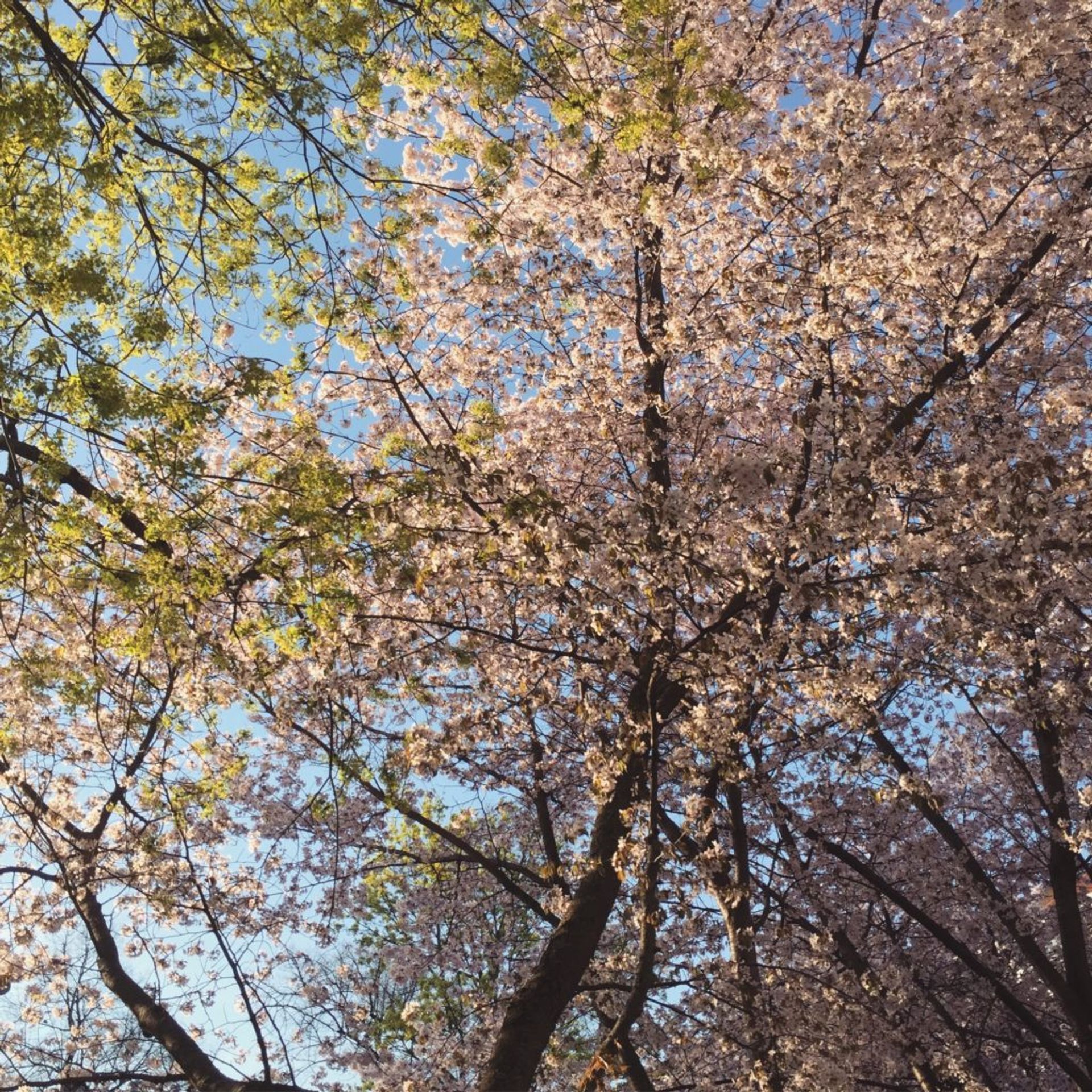 Green and pink trees