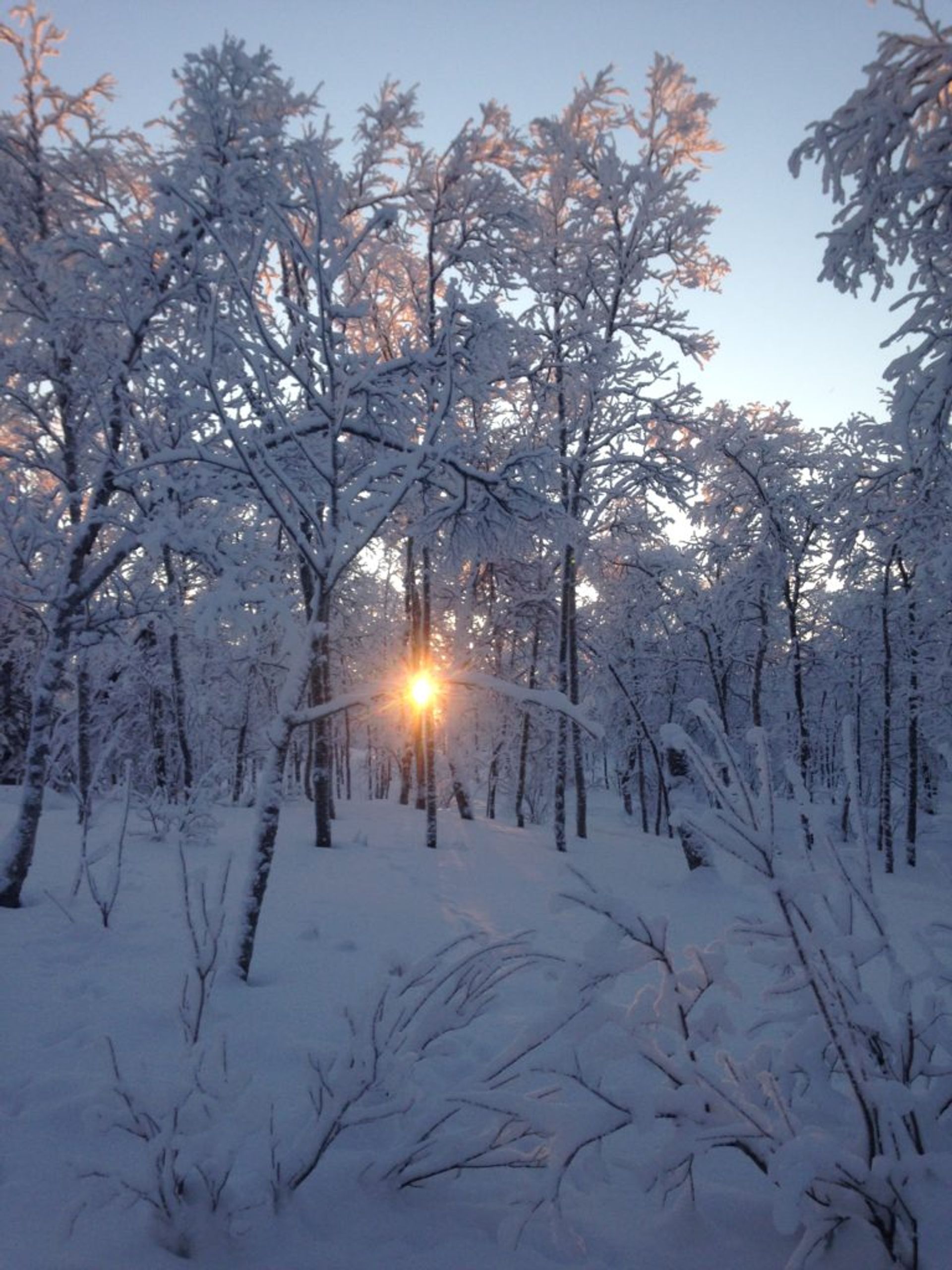 Frozen undergrowth, Kiruna 2018