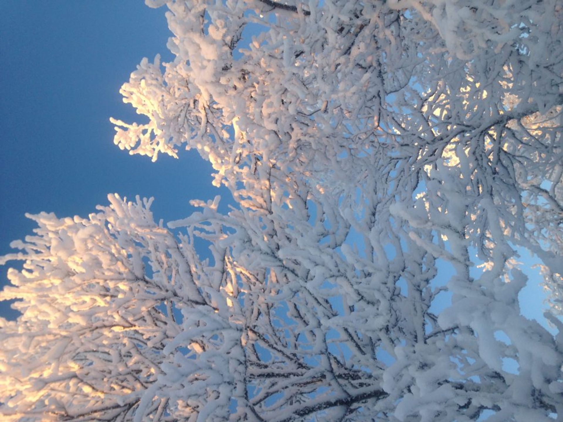 Snow frozen on trees in Northern Sweden 